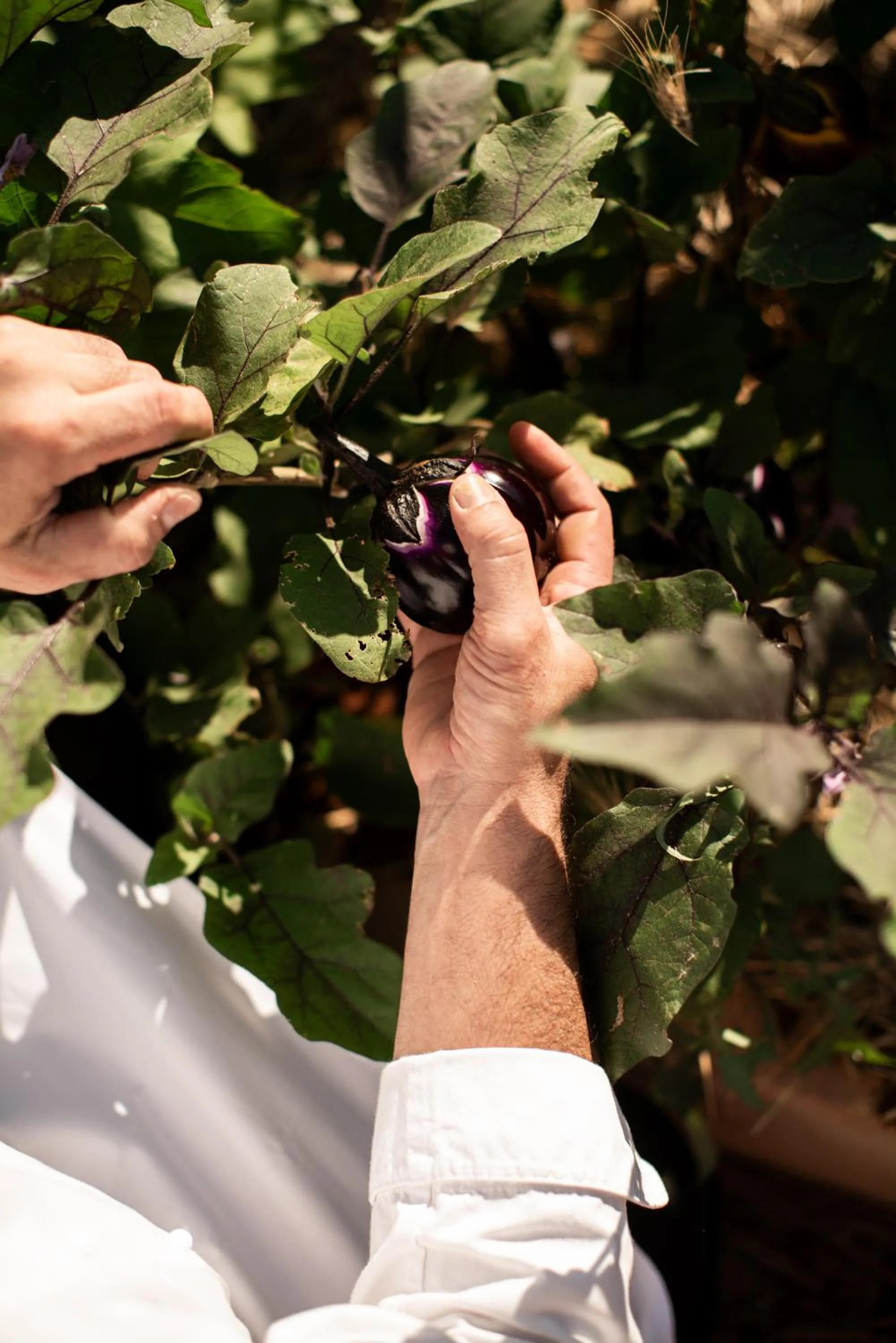 Food close-up in Masseria Auraterrae