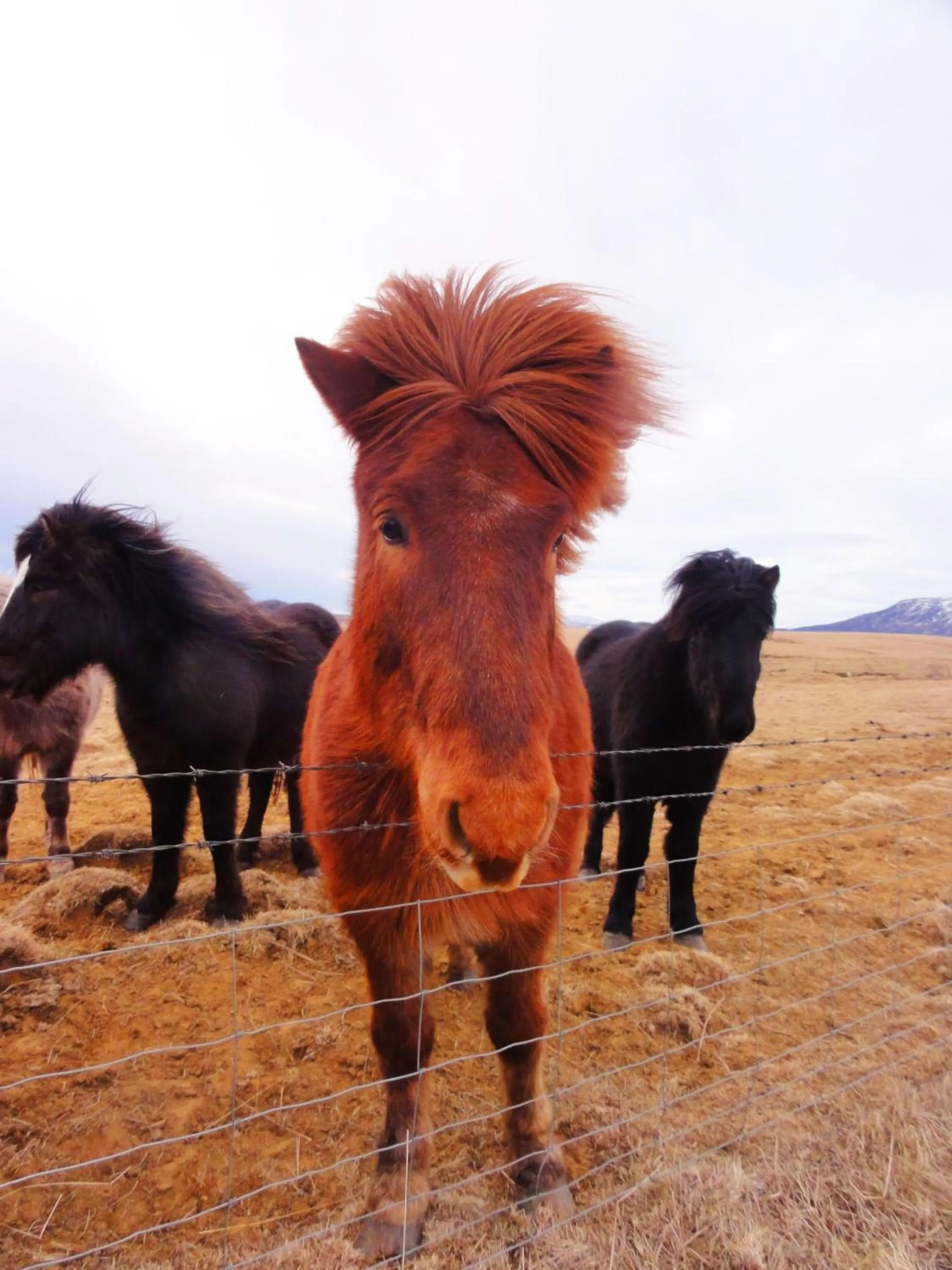 Animals in North Star Hotel Olafsvik