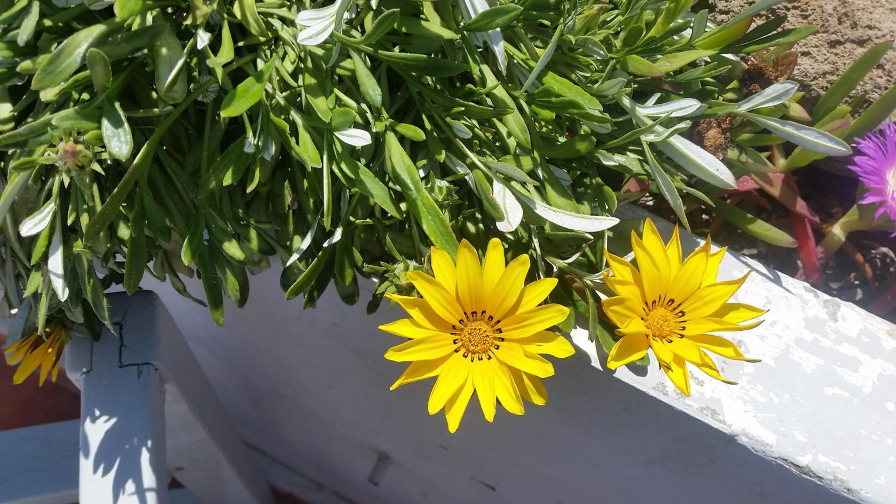 Balcony/Terrace in Riad Al Zahia