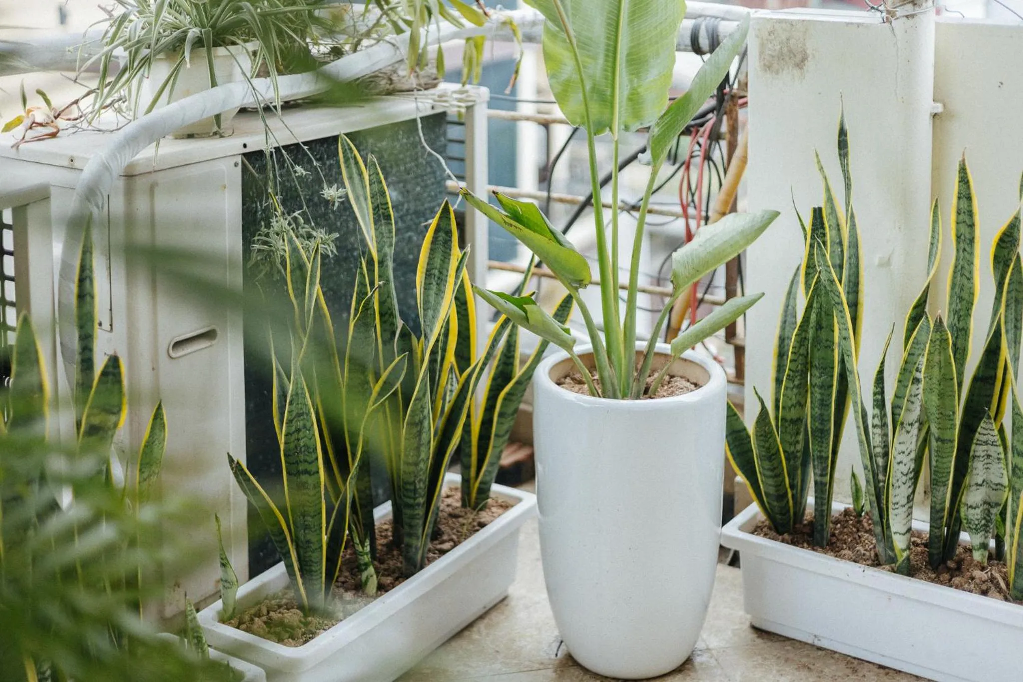 Balcony/Terrace in Sun Clover Boutique Hotel