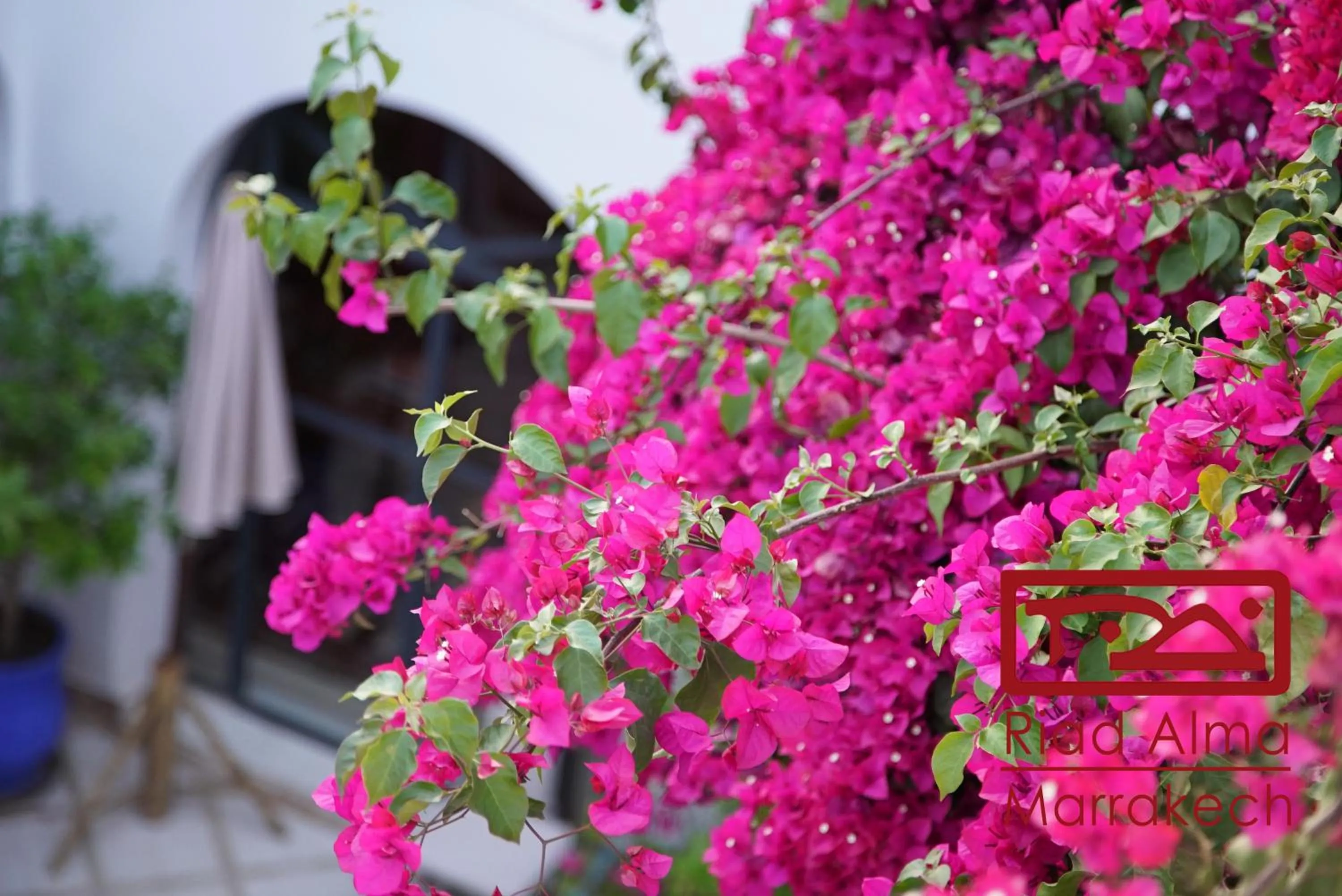 Decorative detail in Riad Alma