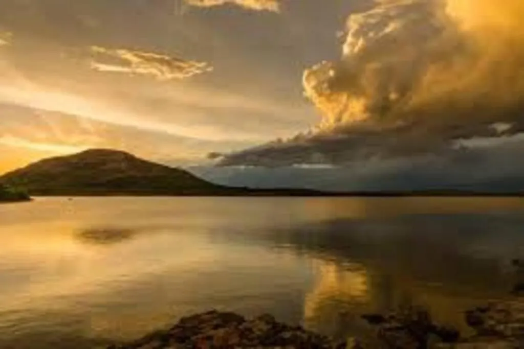 Golden Sunflower's Apt C