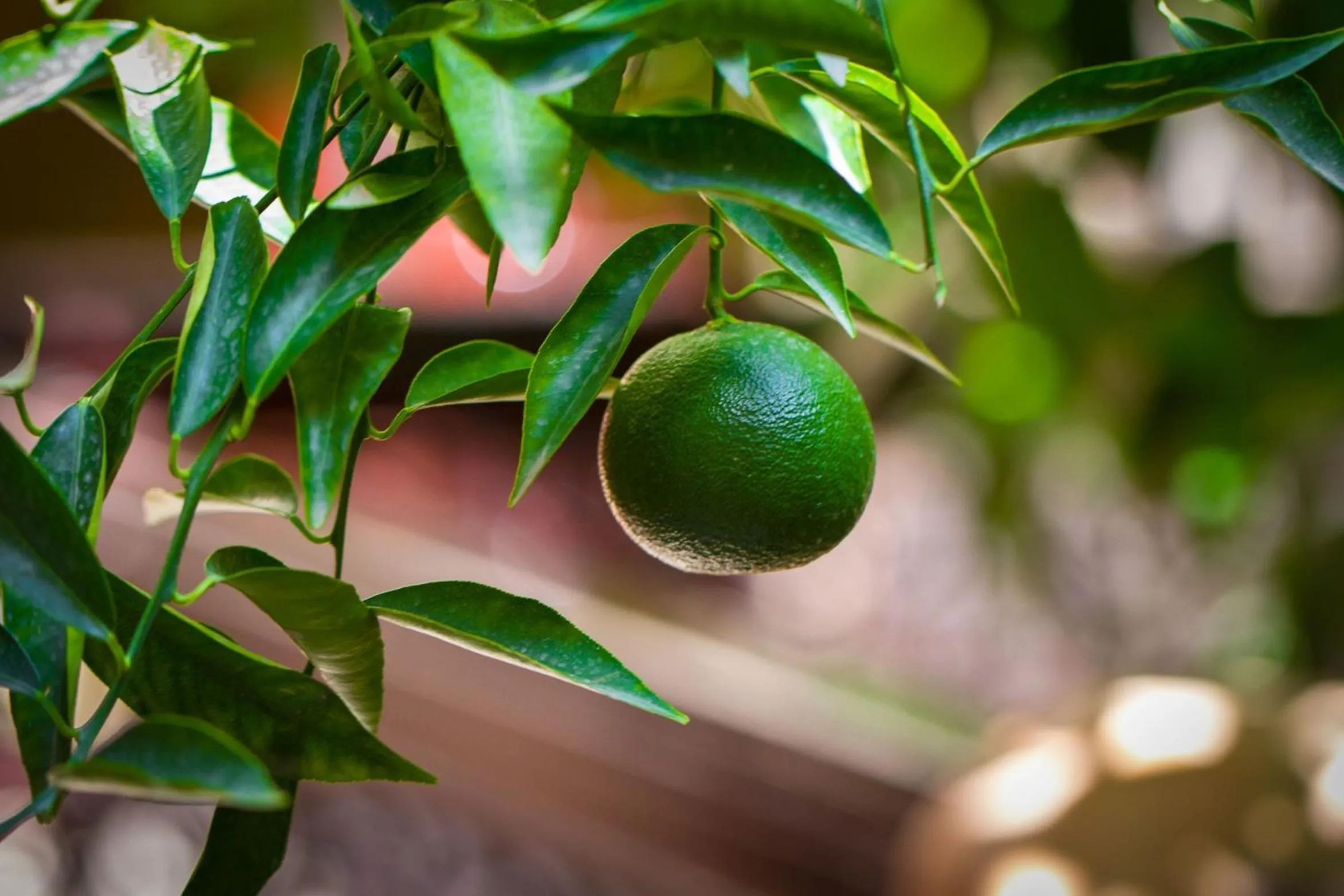 Patio in Riad Louaya