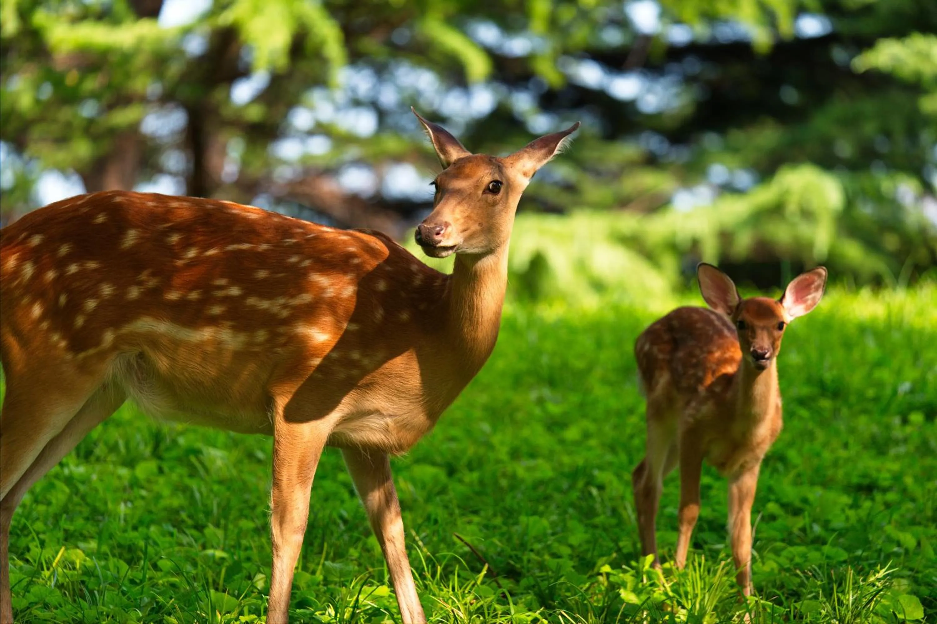 Day in Zhi Resort Beijing&Peafowl Garden&Breakfast with Deer&Private Hot Spring&50 Meter Swimming Pool&Free Coffee&Close to Olympic Forest Park