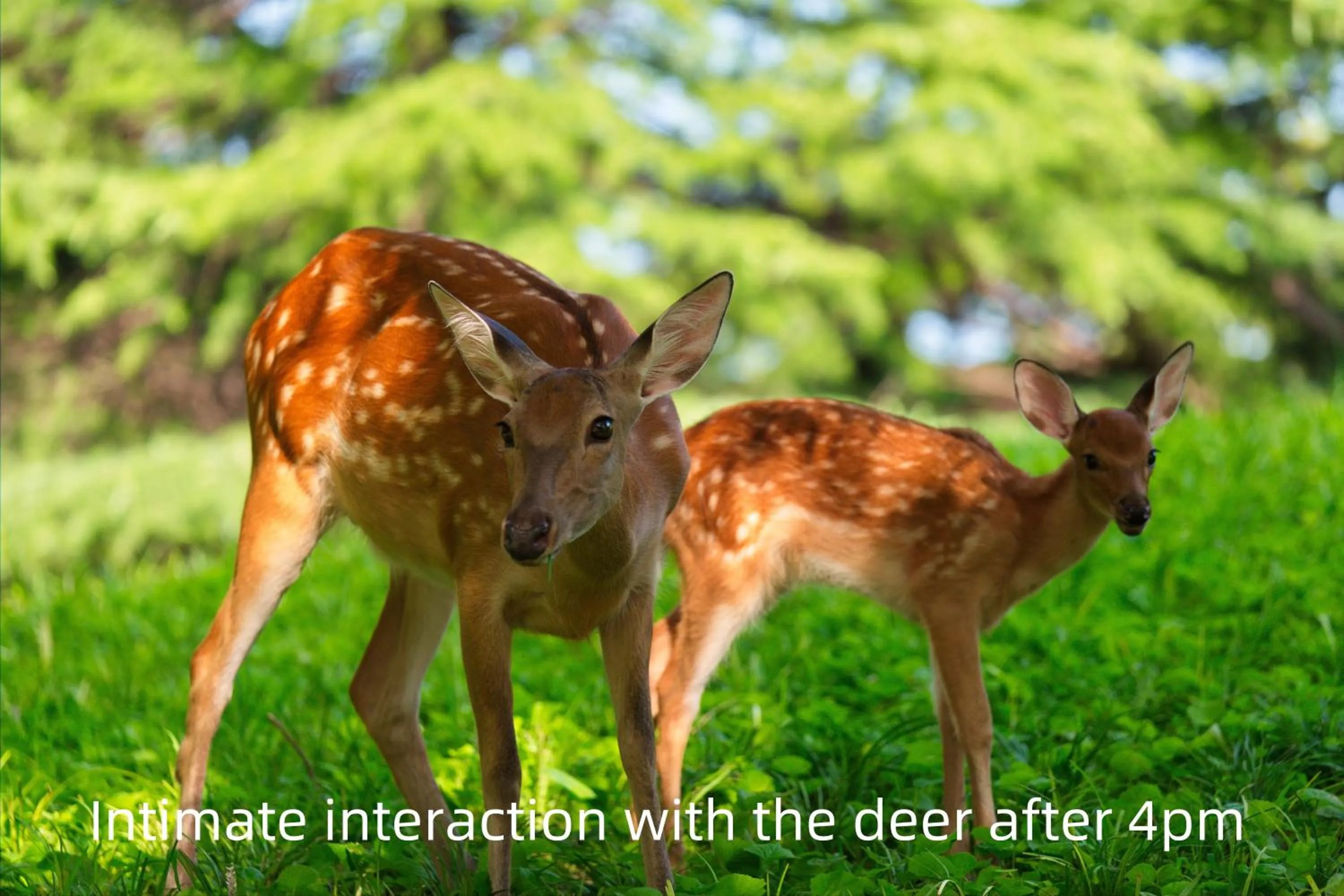 Animals in Zhi Resort Beijing&Peafowl Garden&Breakfast with Deer&Private Hot Spring&50 Meter Swimming Pool&Free Coffee&Close to Olympic Forest Park