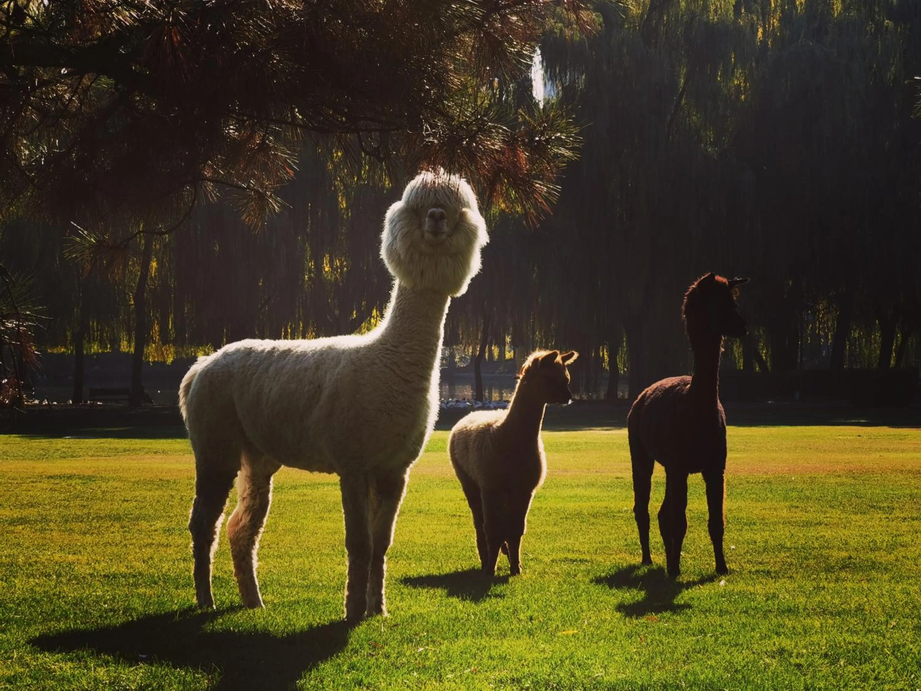 Day in Zhi Resort Beijing&Peafowl Garden&Breakfast with Deer&Private Hot Spring&50 Meter Swimming Pool&Free Coffee&Close to Olympic Forest Park