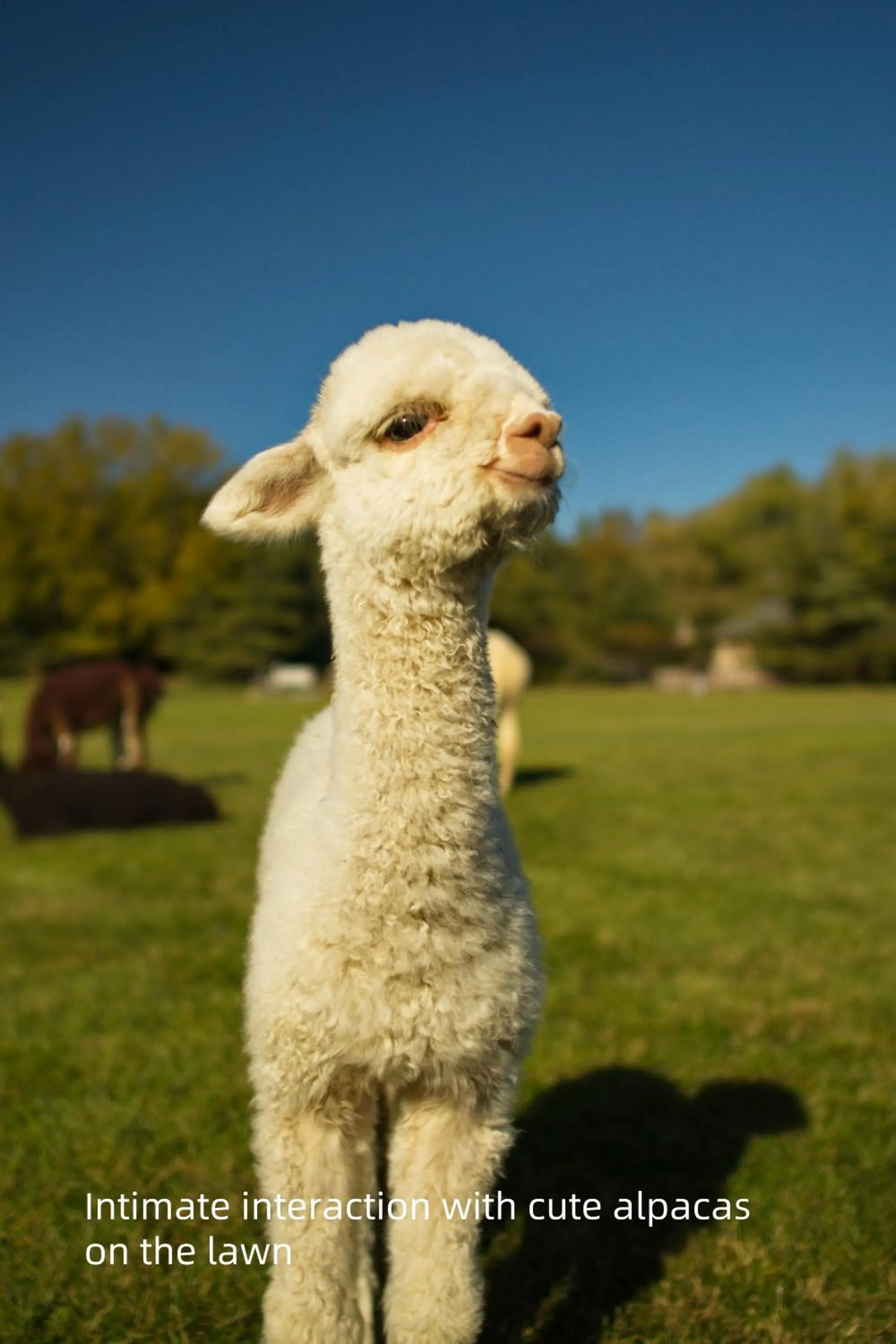 Day in Zhi Resort Beijing&Peafowl Garden&Breakfast with Deer&Private Hot Spring&50 Meter Swimming Pool&Free Coffee&Close to Olympic Forest Park