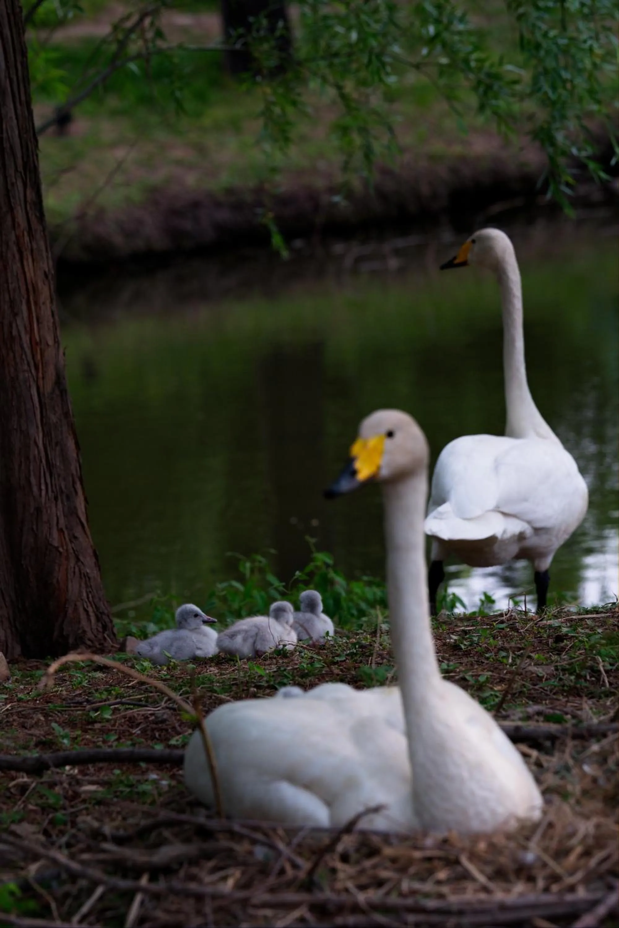 Day in Zhi Resort Beijing&Peafowl Garden&Breakfast with Deer&Private Hot Spring&50 Meter Swimming Pool&Free Coffee&Close to Olympic Forest Park