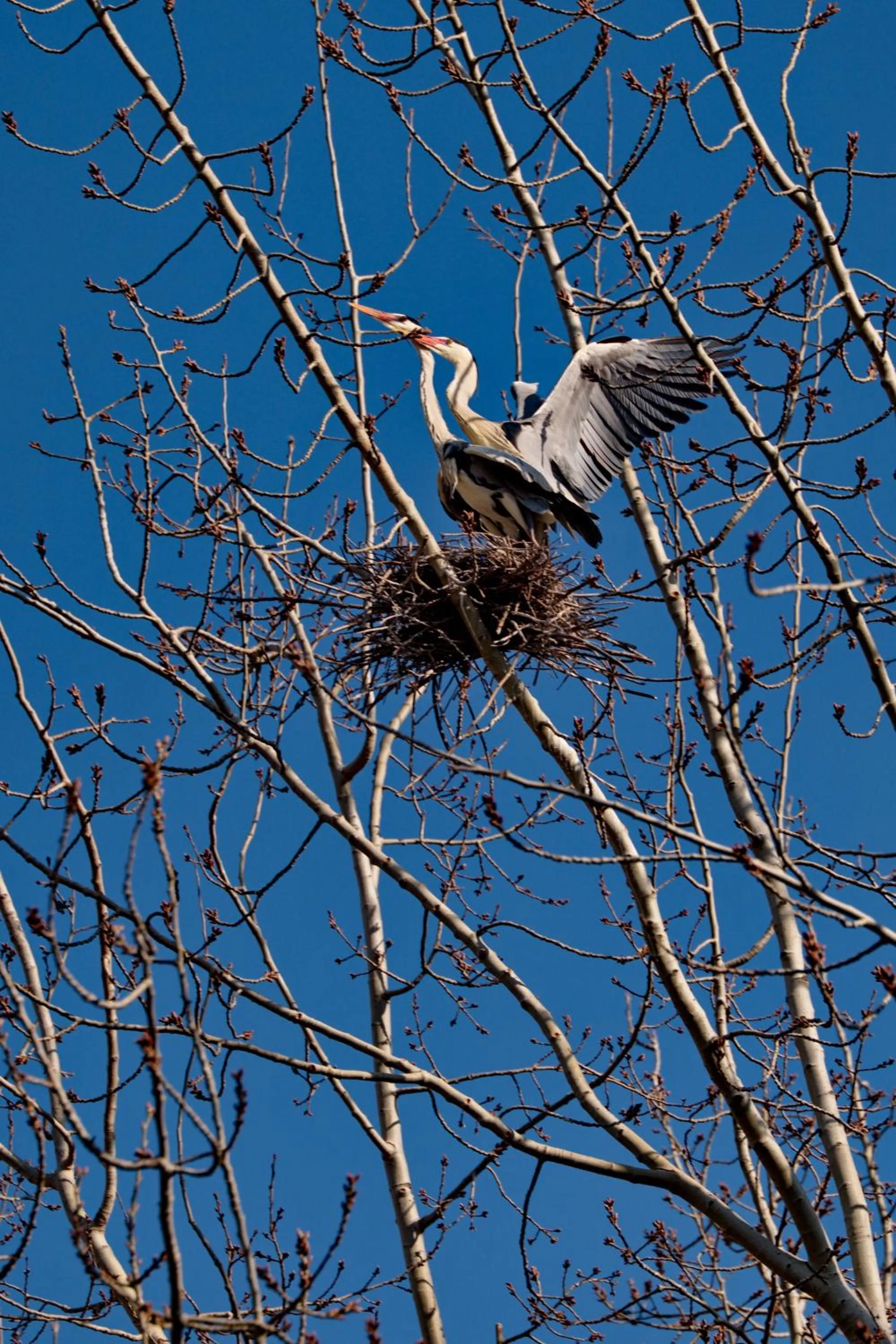 Spring in Zhi Resort Beijing&Peafowl Garden&Breakfast with Deer&Private Hot Spring&50 Meter Swimming Pool&Free Coffee&Close to Olympic Forest Park