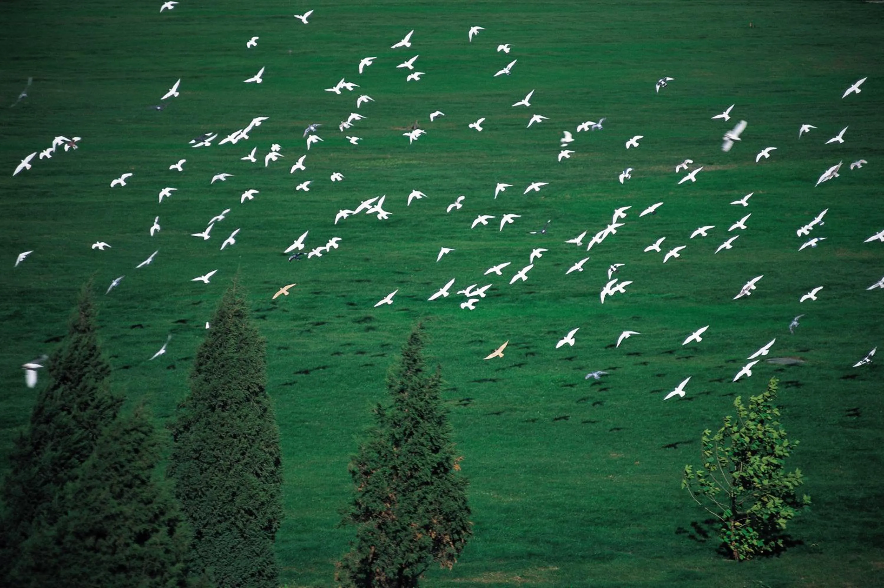 Day in Zhi Resort Beijing&Peafowl Garden&Breakfast with Deer&Private Hot Spring&50 Meter Swimming Pool&Free Coffee&Close to Olympic Forest Park