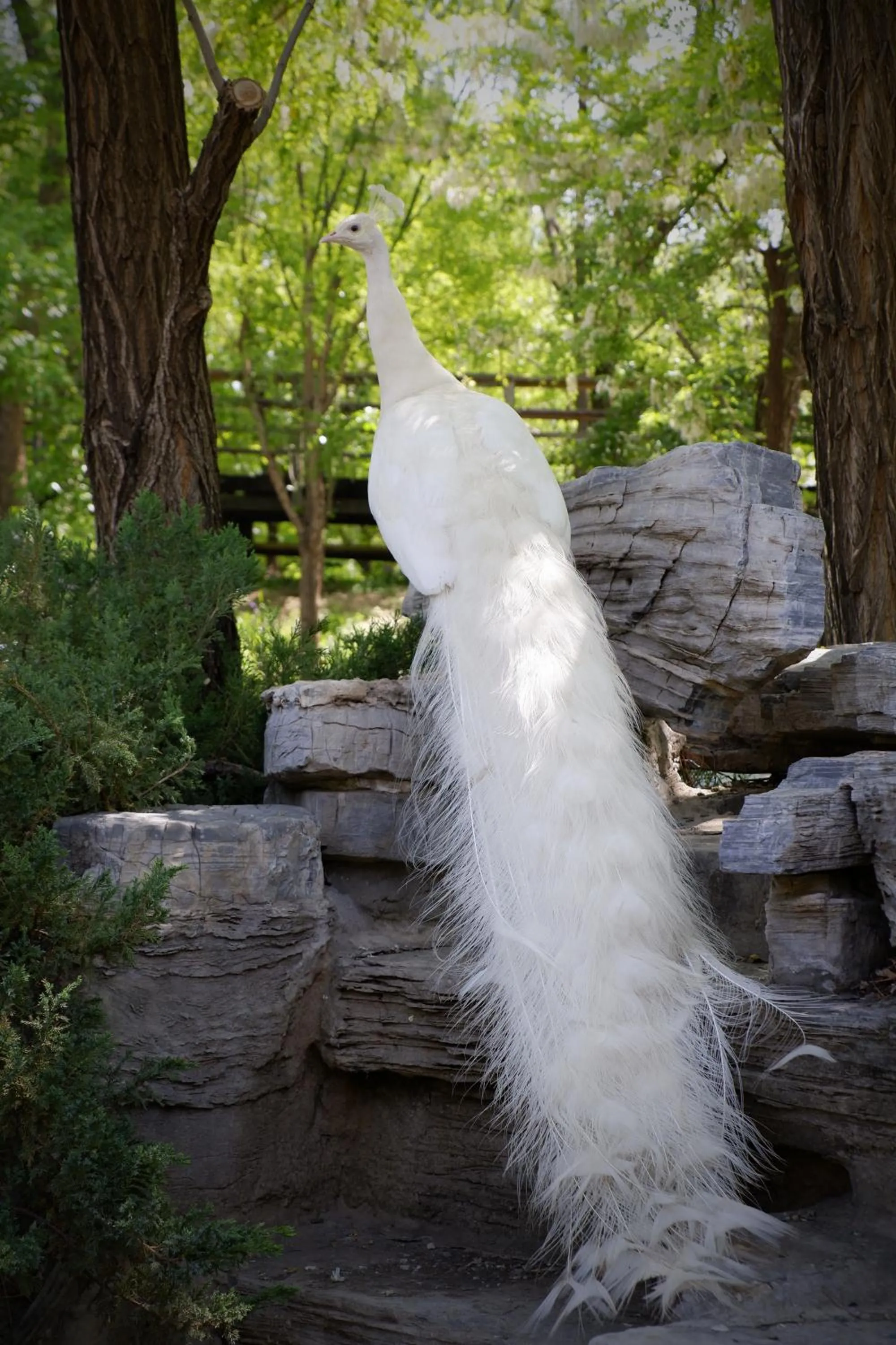 Day in Zhi Resort Beijing&Peafowl Garden&Breakfast with Deer&Private Hot Spring&50 Meter Swimming Pool&Free Coffee&Close to Olympic Forest Park