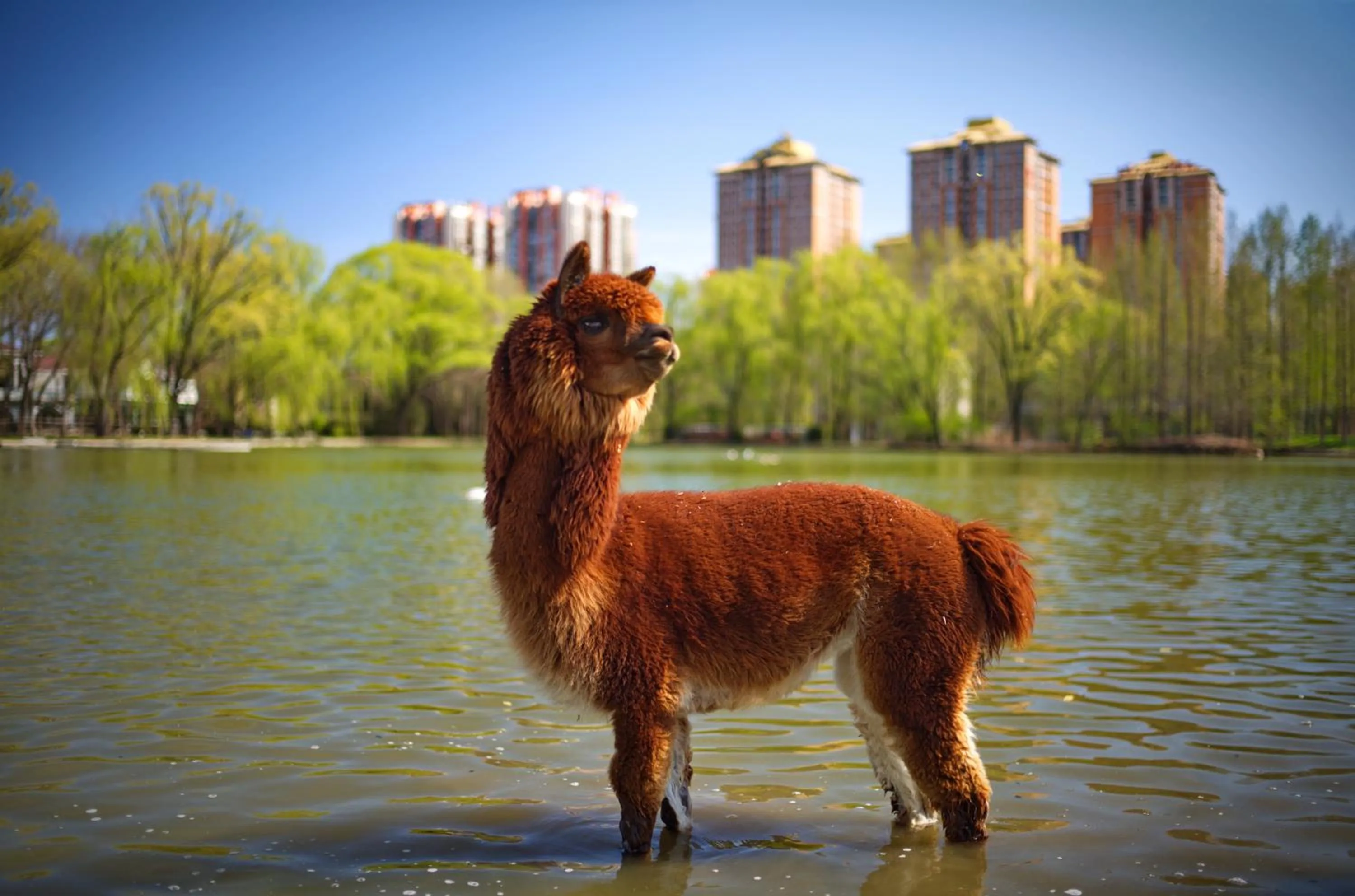 Day in Zhi Resort Beijing&Peafowl Garden&Breakfast with Deer&Private Hot Spring&50 Meter Swimming Pool&Free Coffee&Close to Olympic Forest Park