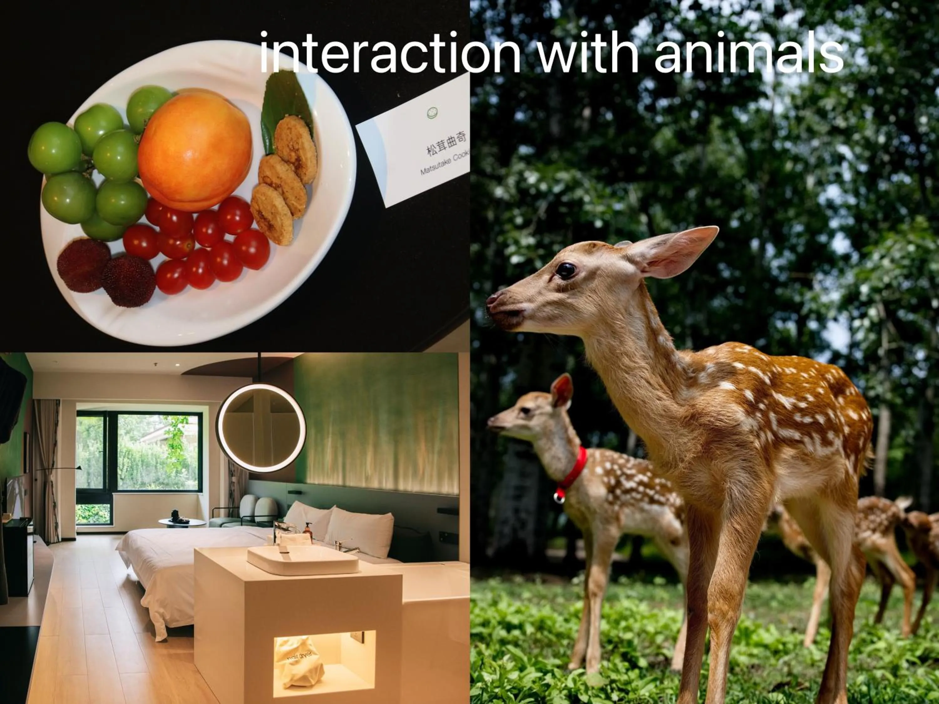 Text overlay in Zhi Resort Beijing&Peafowl Garden&Breakfast with Deer&Private Hot Spring&50 Meter Swimming Pool&Free Coffee&Close to Olympic Forest Park