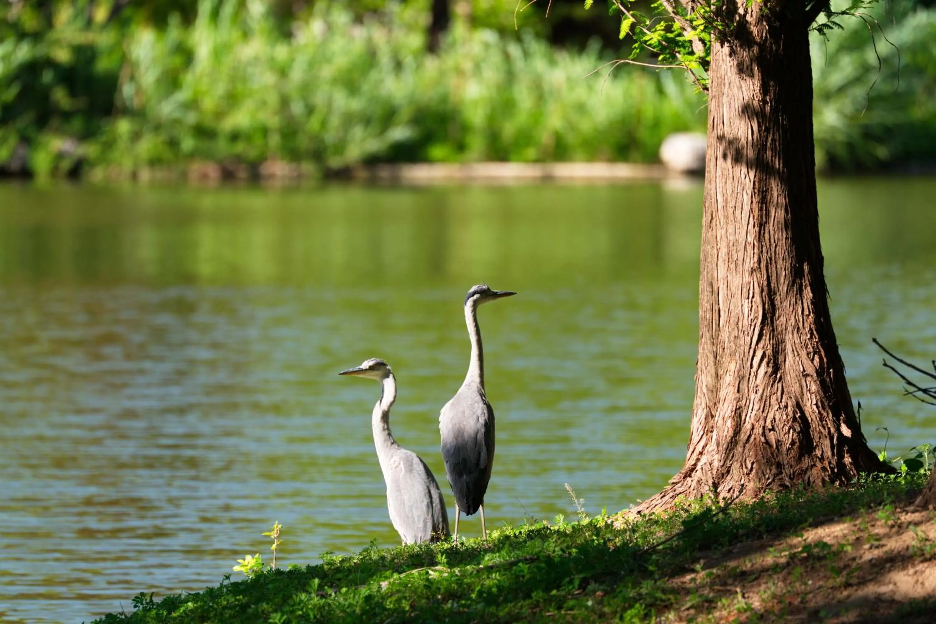 Spring in Zhi Resort Beijing&Peafowl Garden&Breakfast with Deer&Private Hot Spring&50 Meter Swimming Pool&Free Coffee&Close to Olympic Forest Park