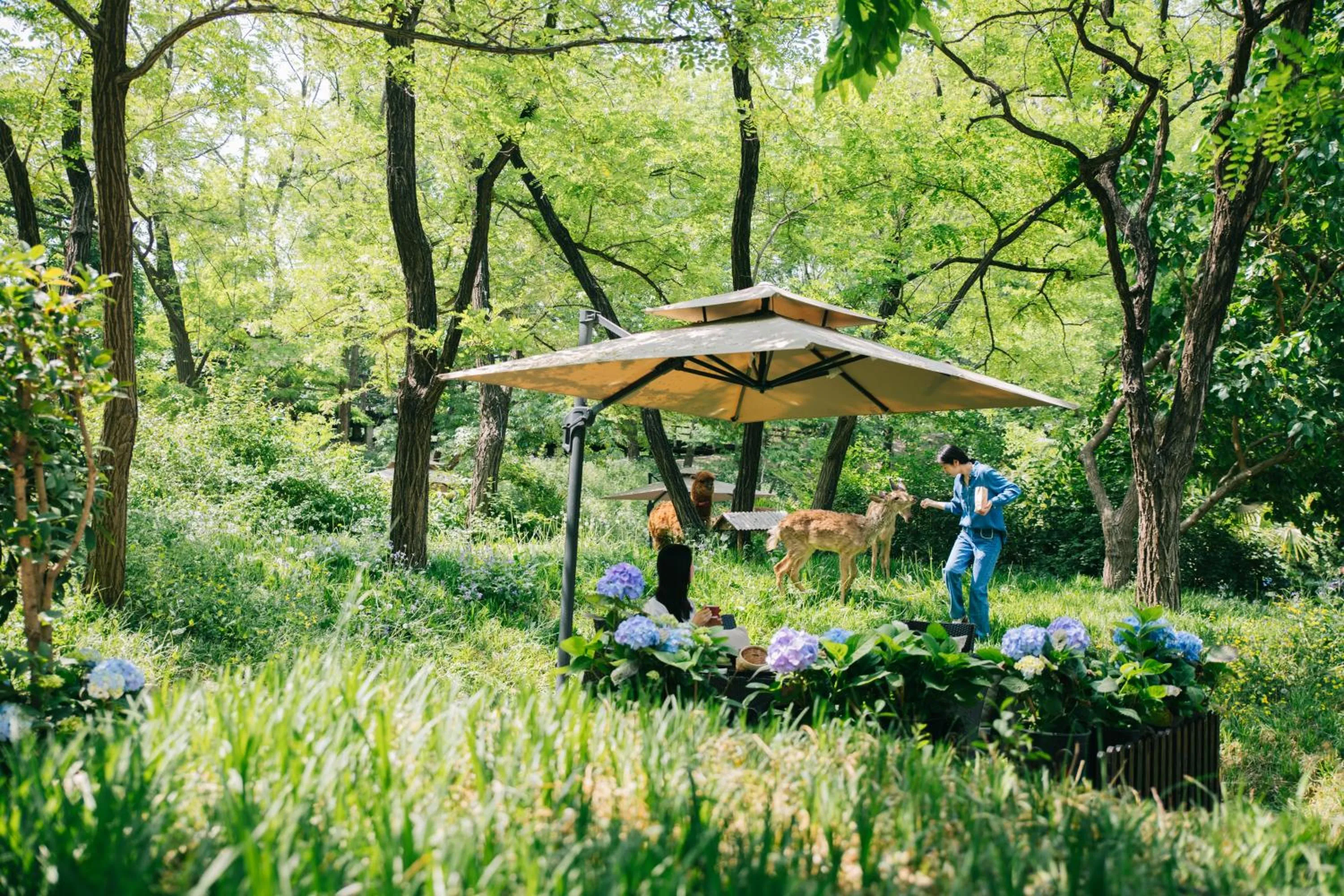 Garden in Zhi Resort Beijing&Peafowl Garden&Breakfast with Deer&Private Hot Spring&50 Meter Swimming Pool&Free Coffee&Close to Olympic Forest Park