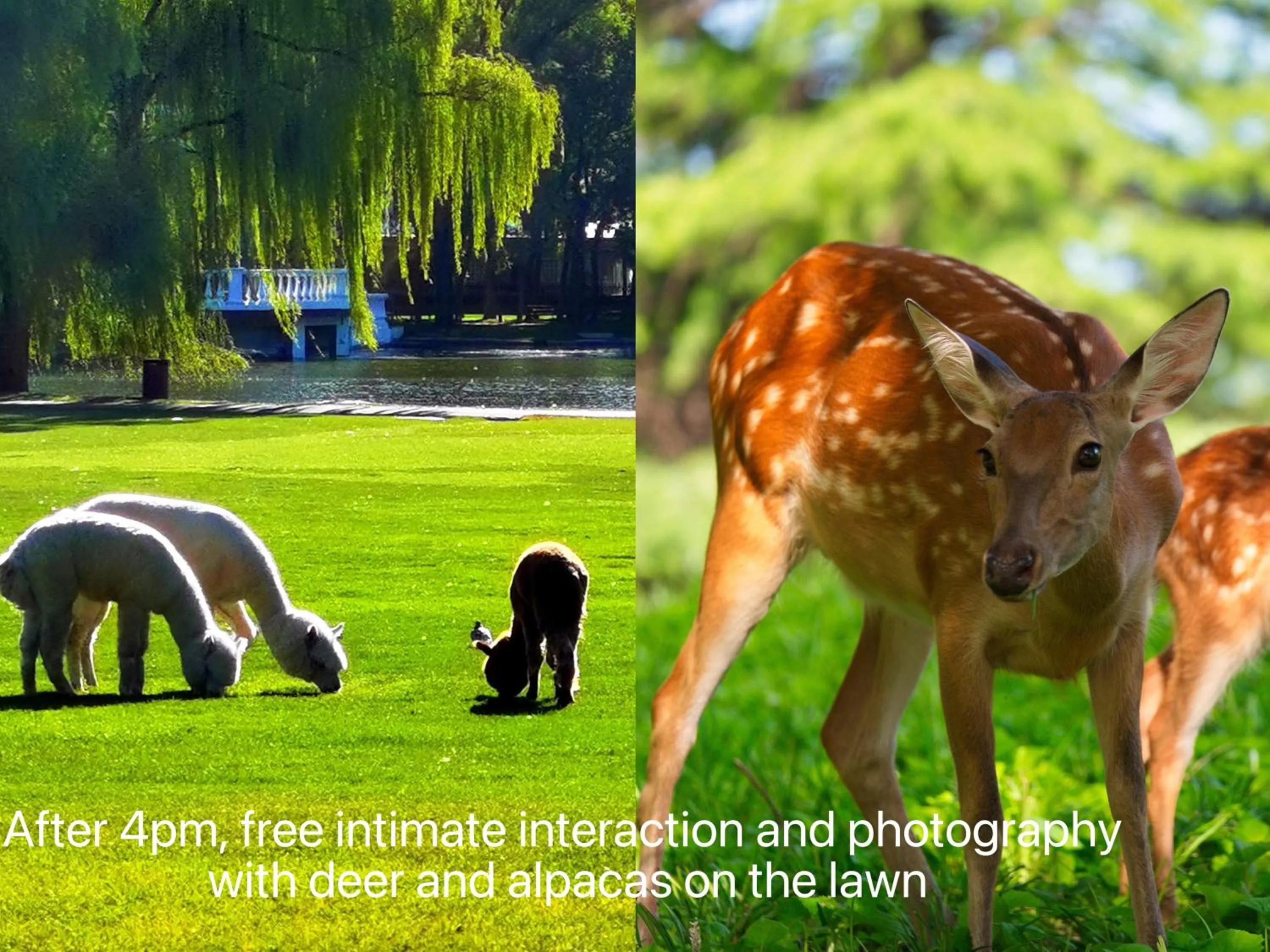 Animals in Zhi Resort Beijing&Peafowl Garden&Breakfast with Deer&Private Hot Spring&50 Meter Swimming Pool&Free Coffee&Close to Olympic Forest Park
