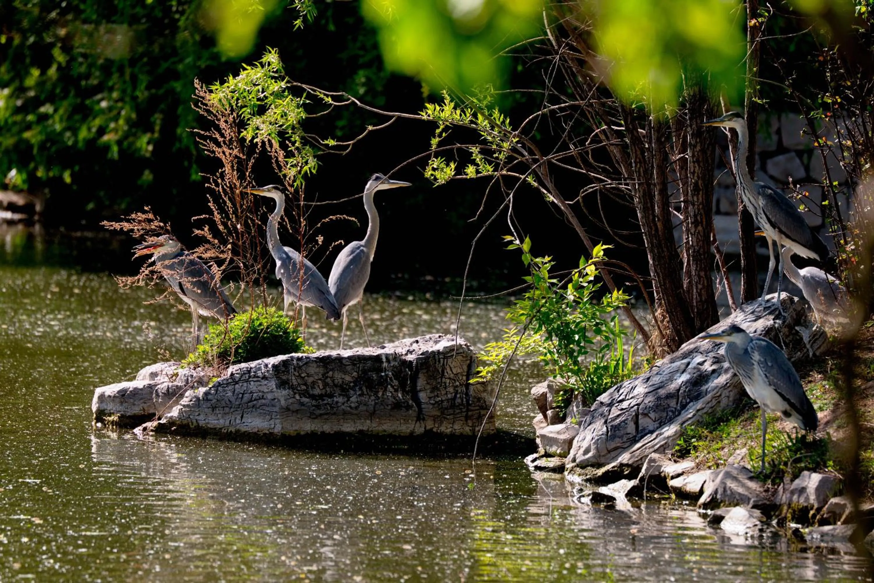 Spring in Zhi Resort Beijing&Peafowl Garden&Breakfast with Deer&Private Hot Spring&50 Meter Swimming Pool&Free Coffee&Close to Olympic Forest Park