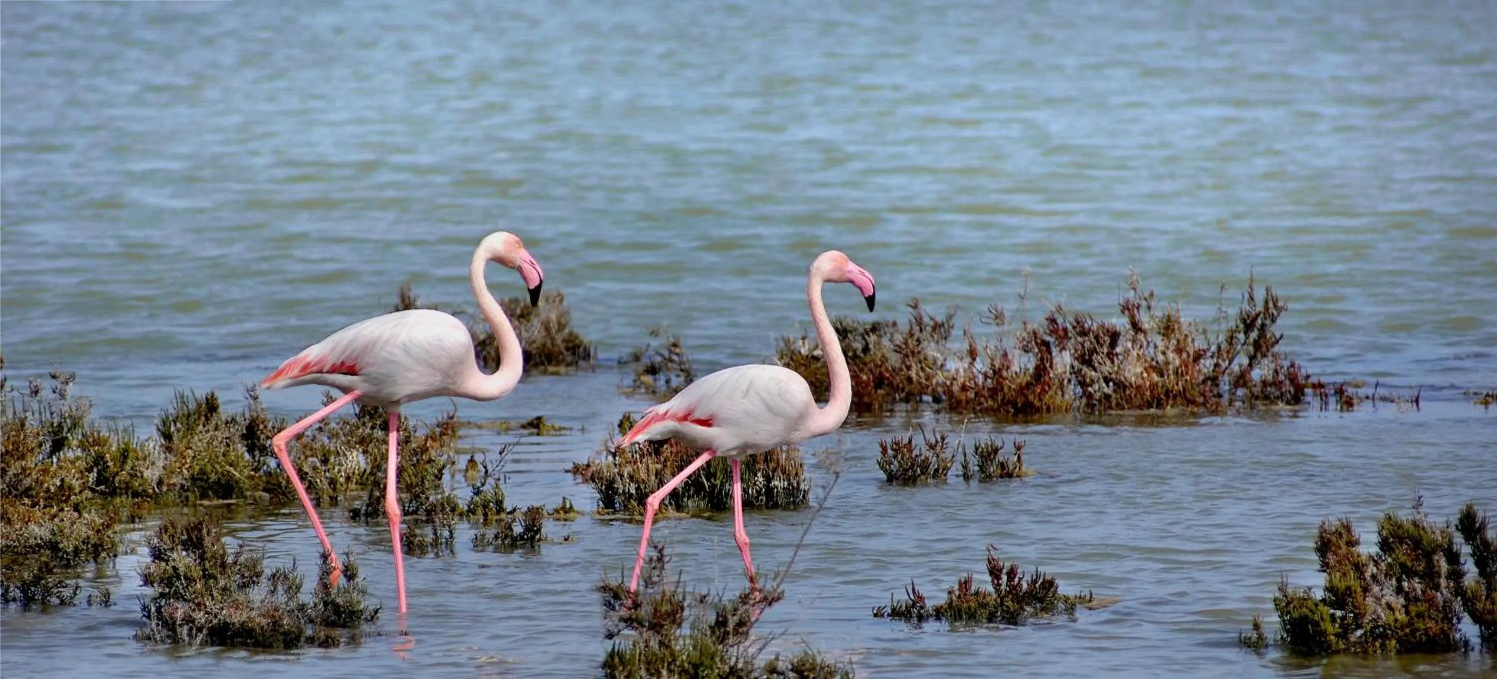 Entertainment in La Sultana Oualidia