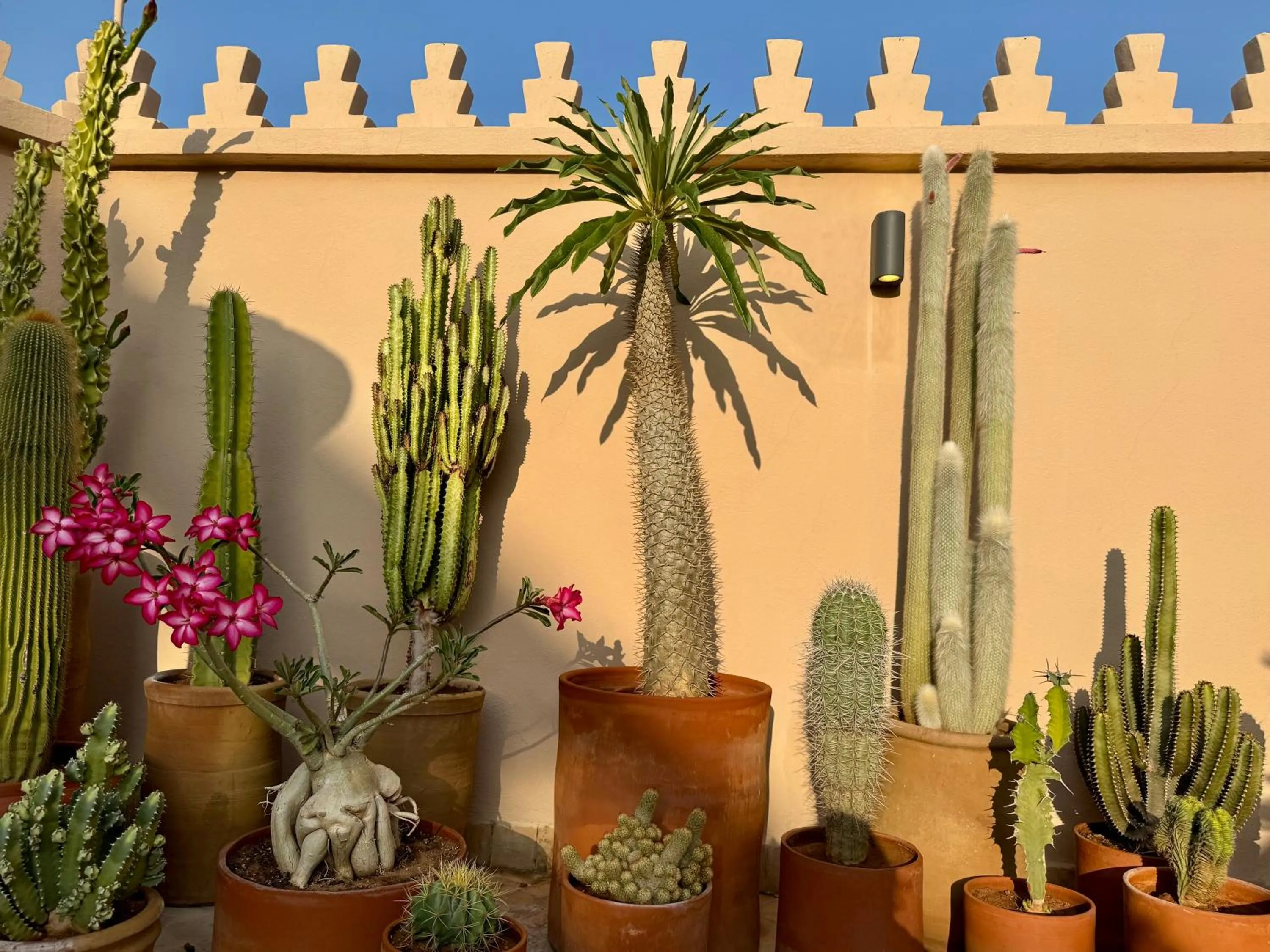 Patio in Riad Zamane Fès - Boutique & Spa