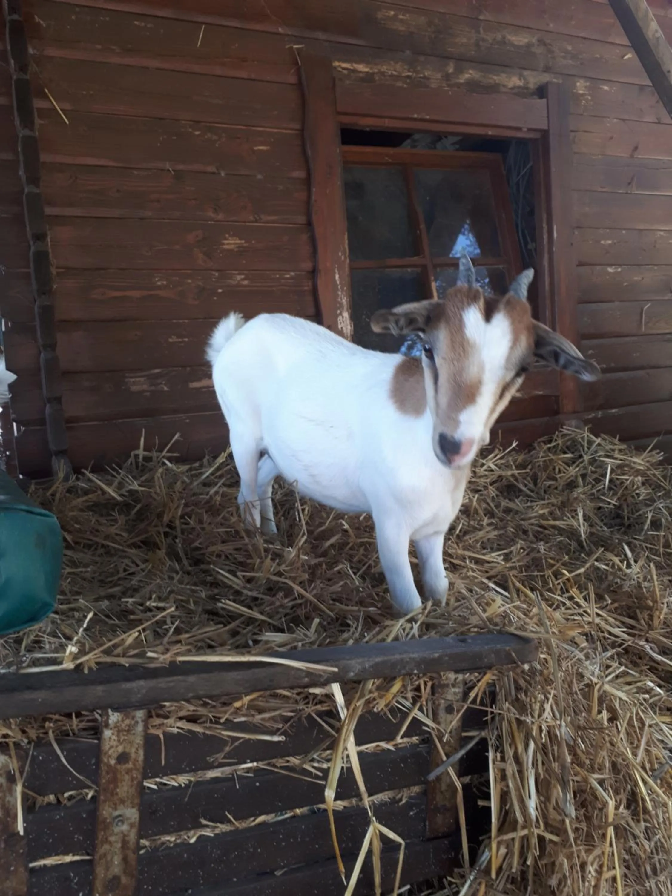 Pets in Garden Village San Marino