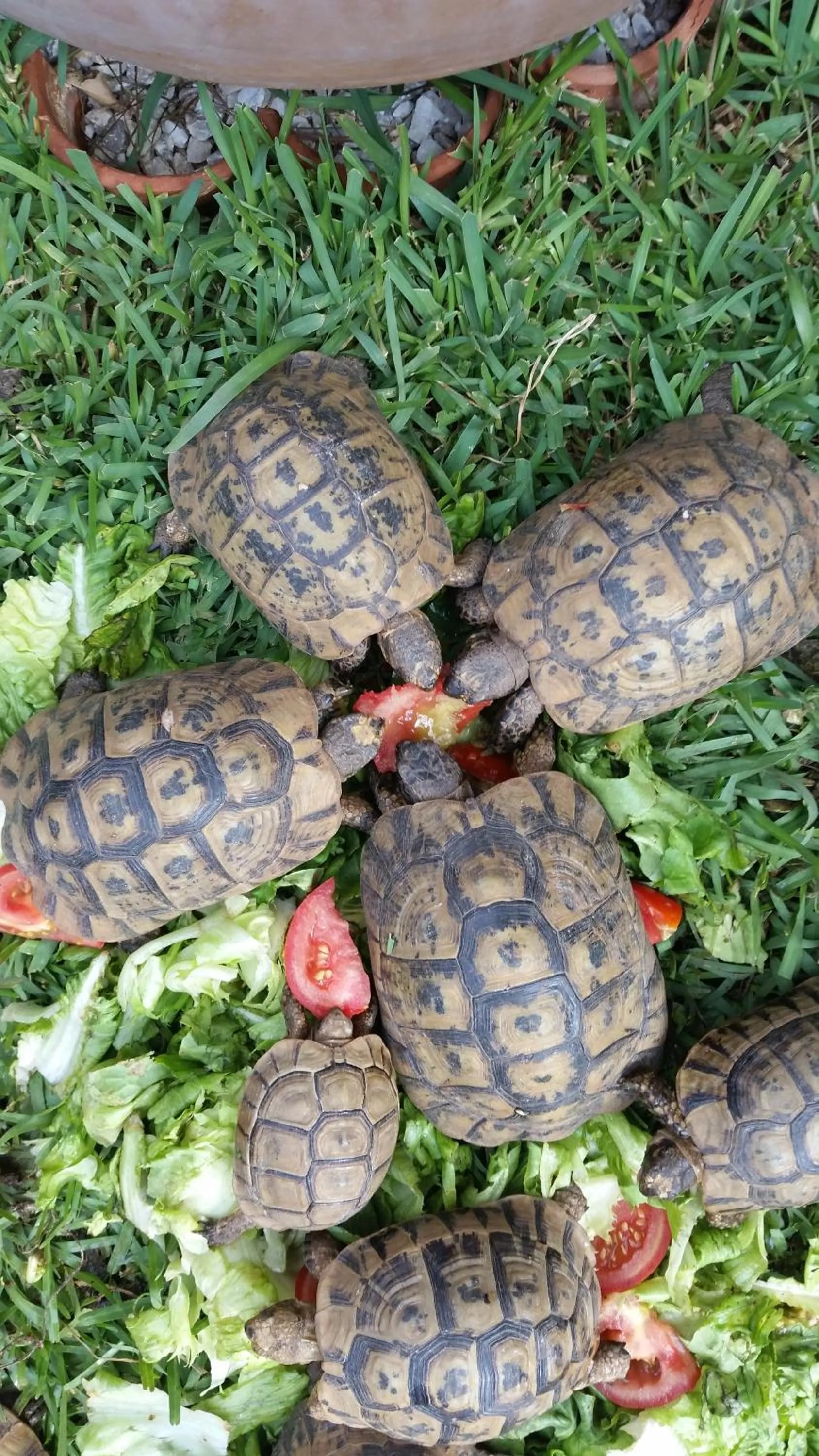 Animals in Riad Soleil D'orient