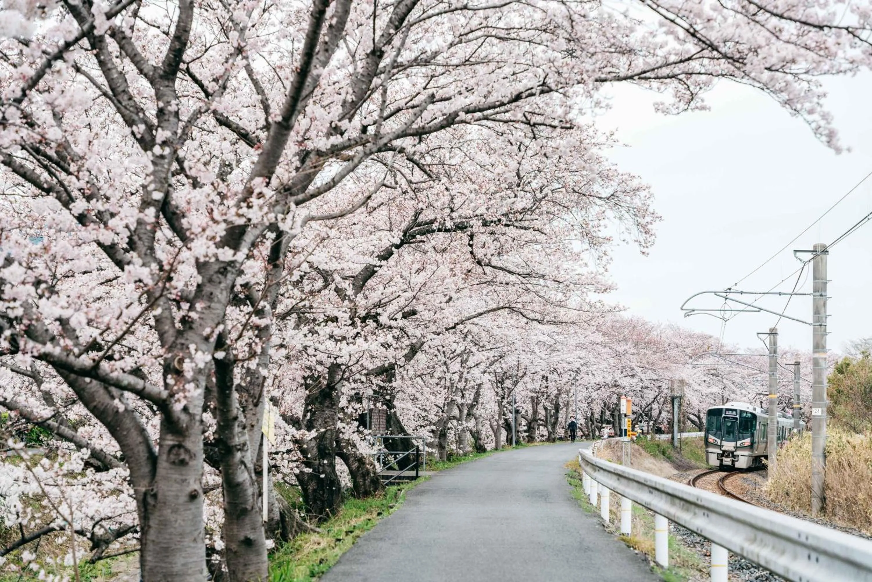 Spring in RITA Gosemachi
