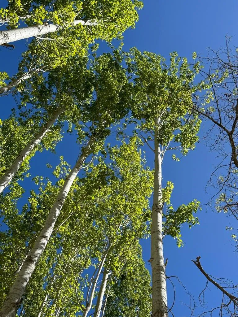 Spring in Khoj Resorts Shigar