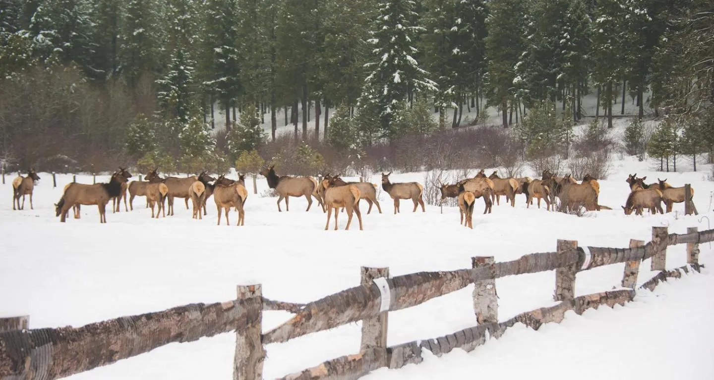 Suncadia Lodge Studio Unit