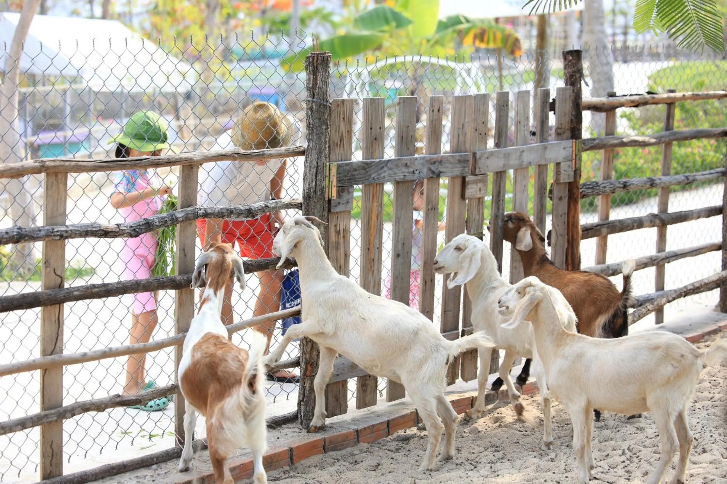 Activities in TTC Van Phong Bay Resort - Himalaya Sauna & Steam Retreat Included