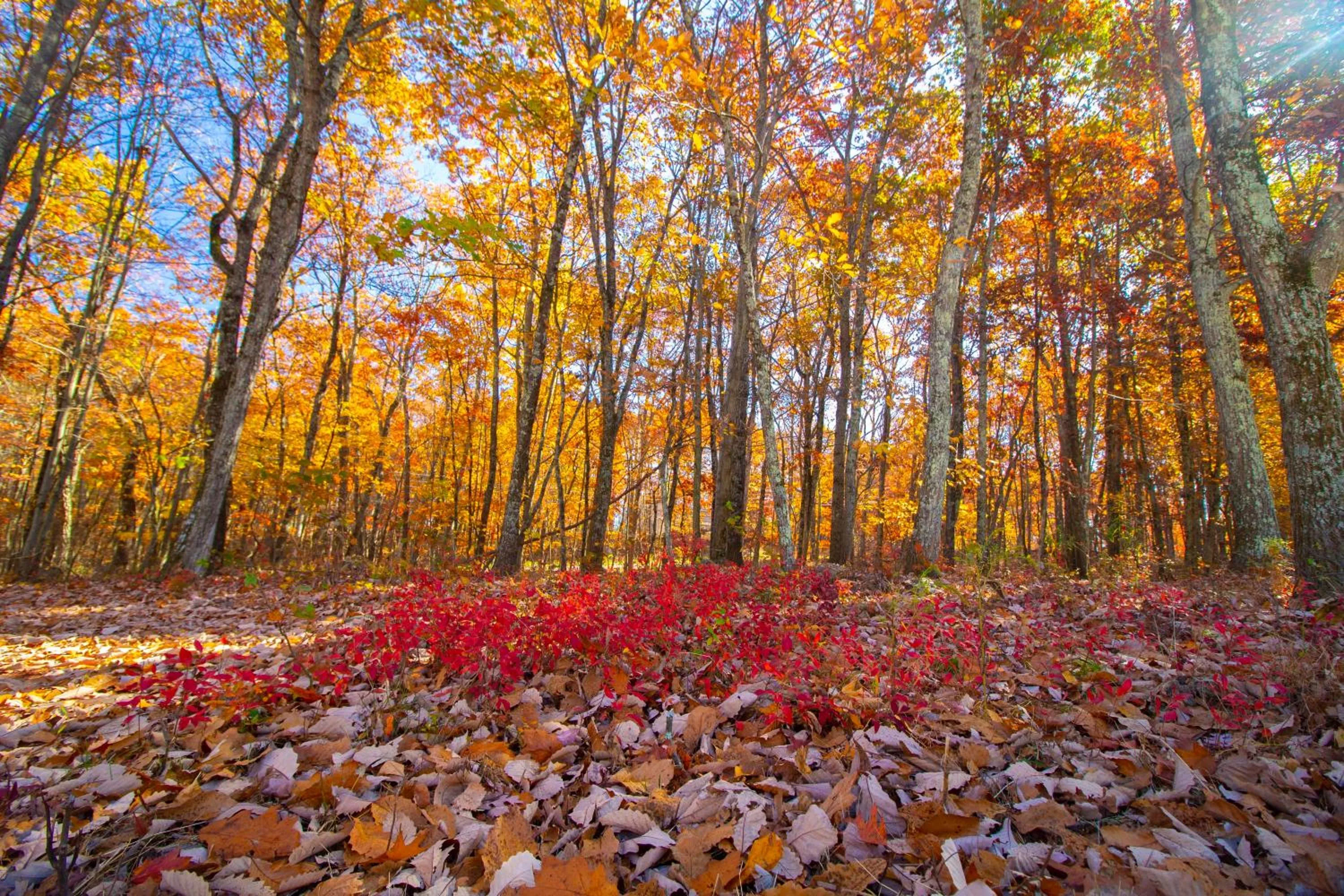Garden in Stunning Poconos Villa- Hot Tub, Pool, Game Room, BBQ & more