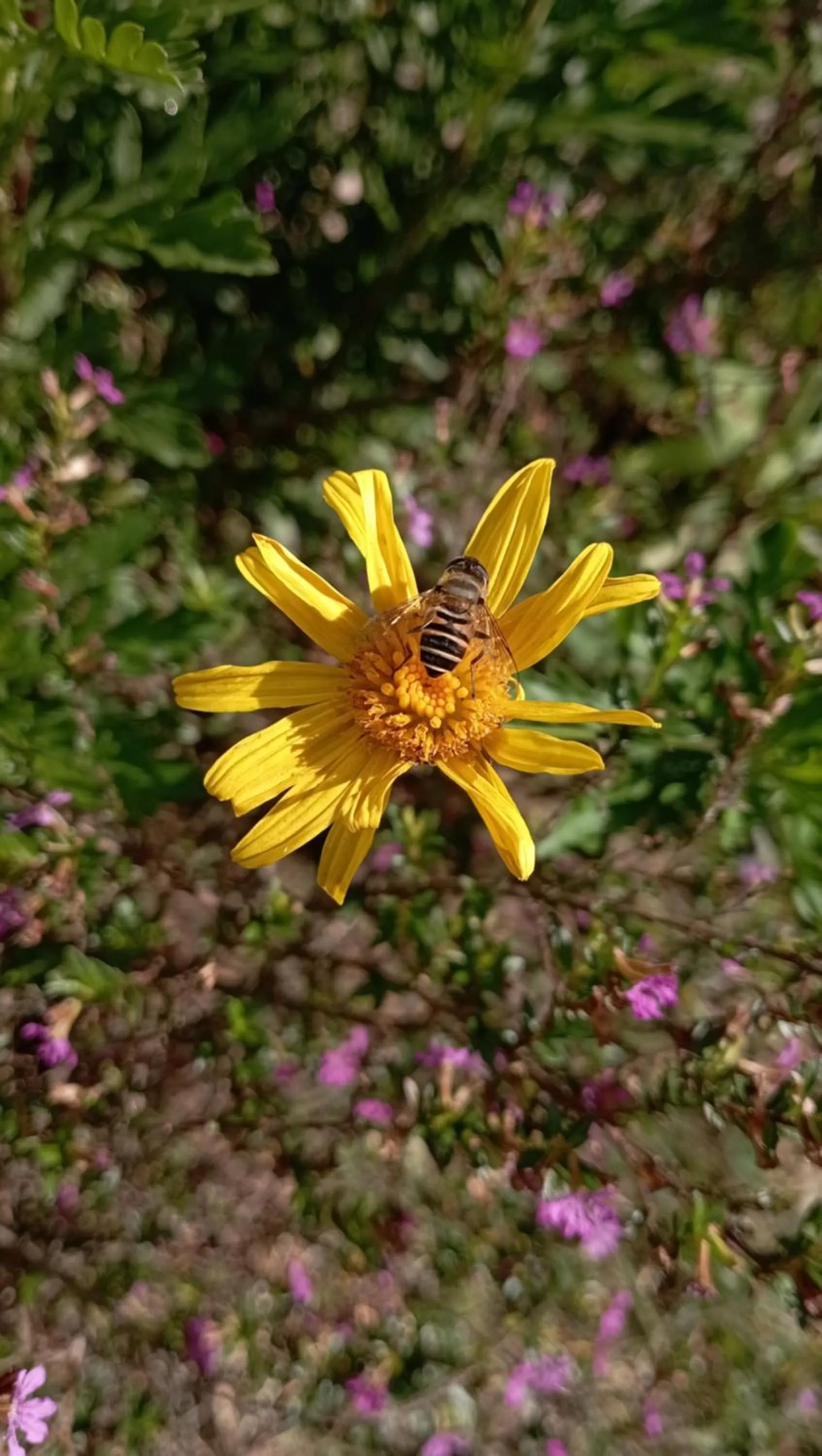Garden in Hotell Hill Crown