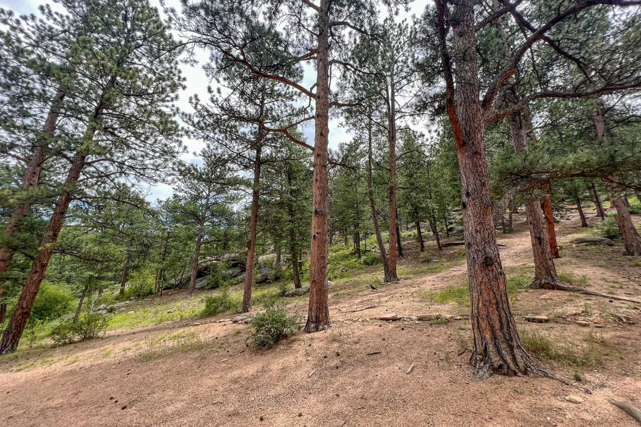 Natural landscape in Castle Mountain Lodge