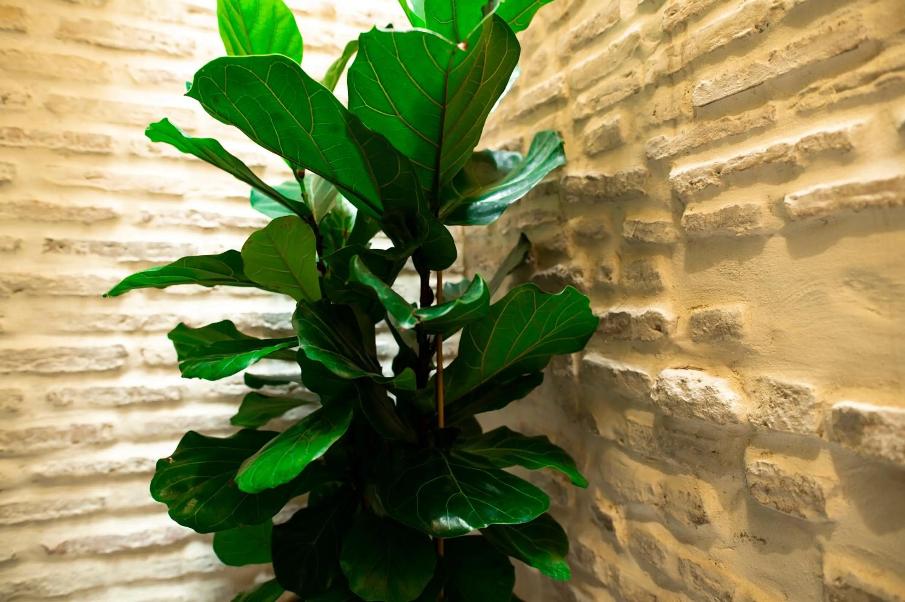 Patio in Legado Magdalena Hotel