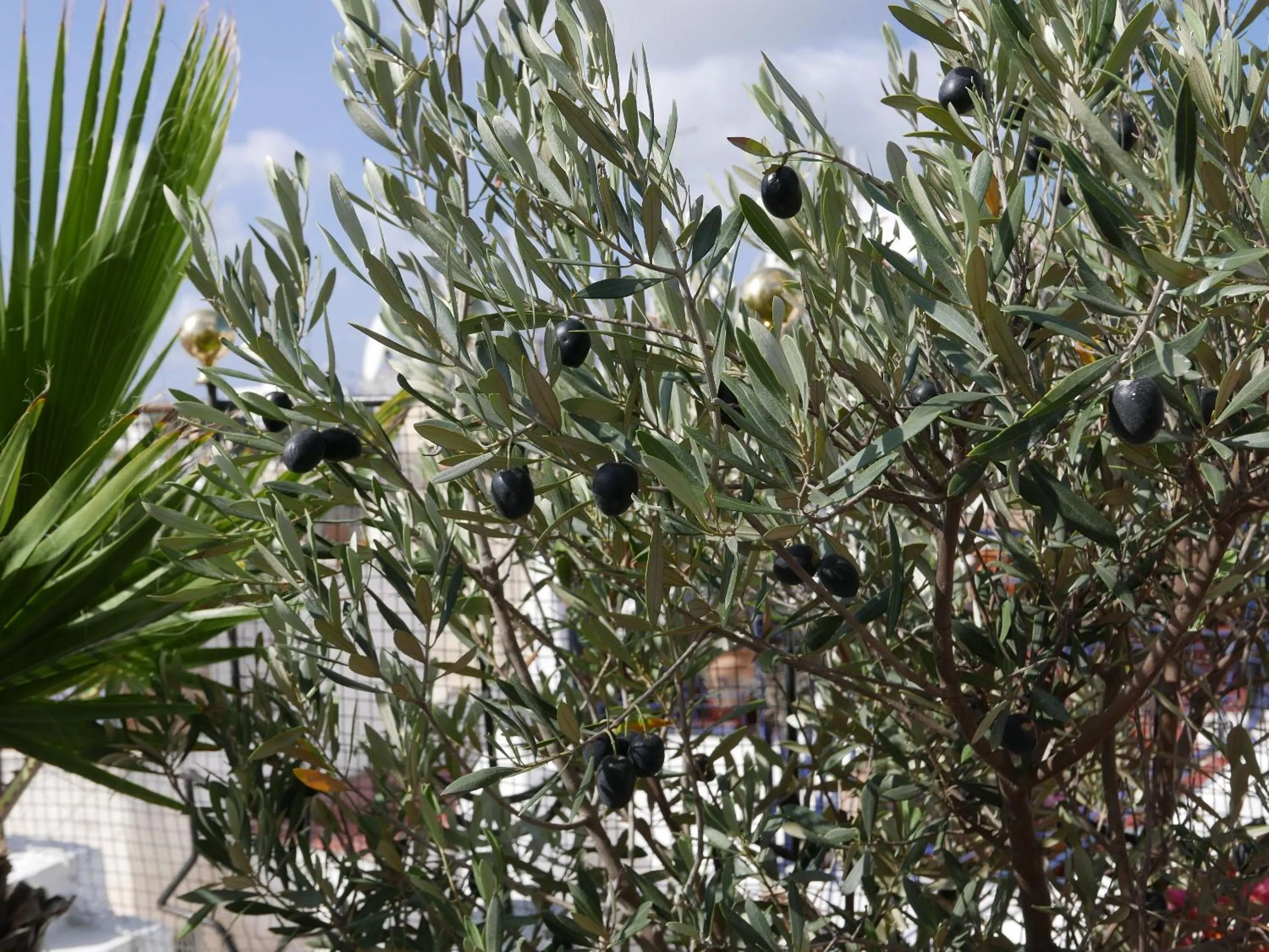 Balcony/Terrace in Dar Sultan