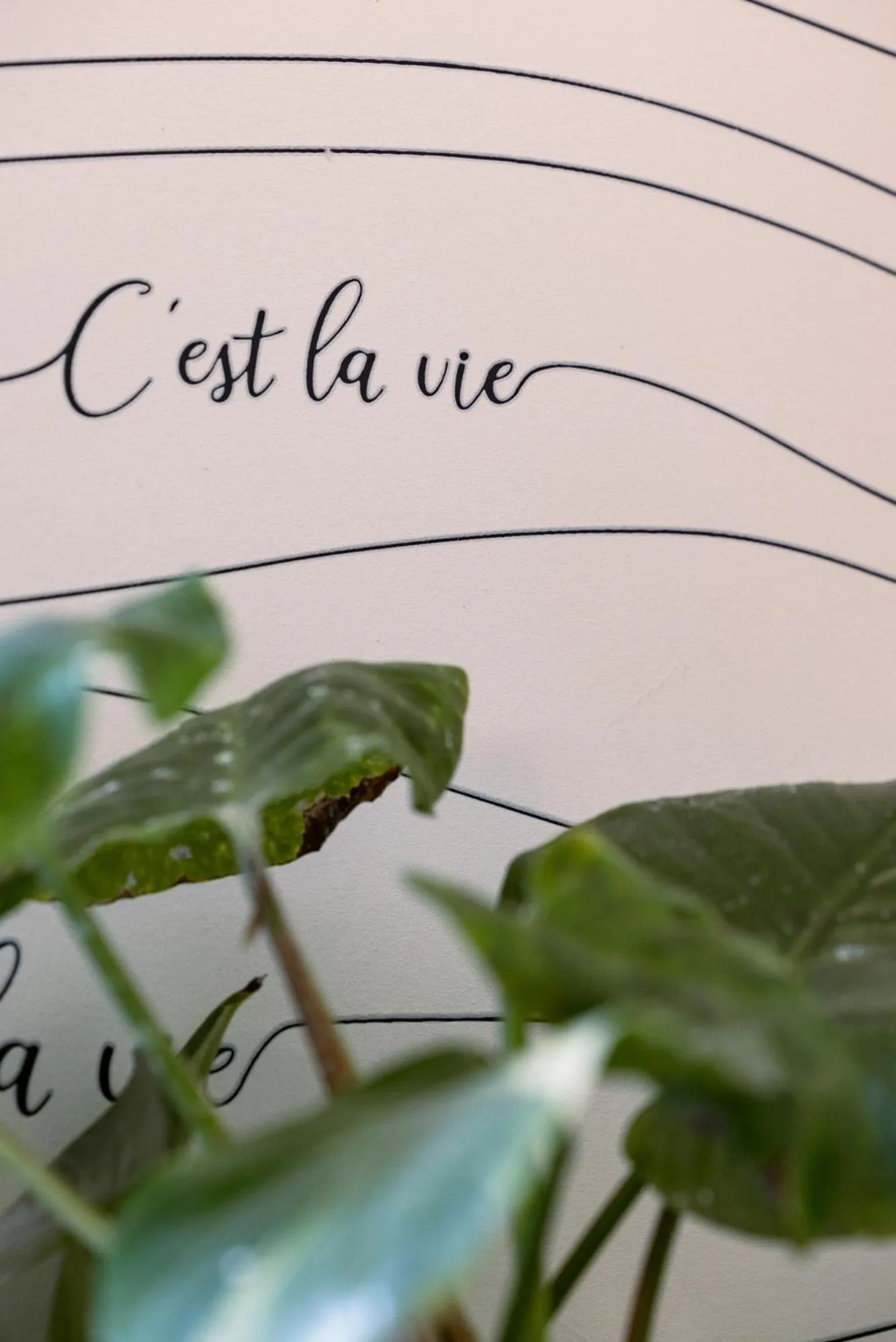 C'est La Vie Boutik Swieqi