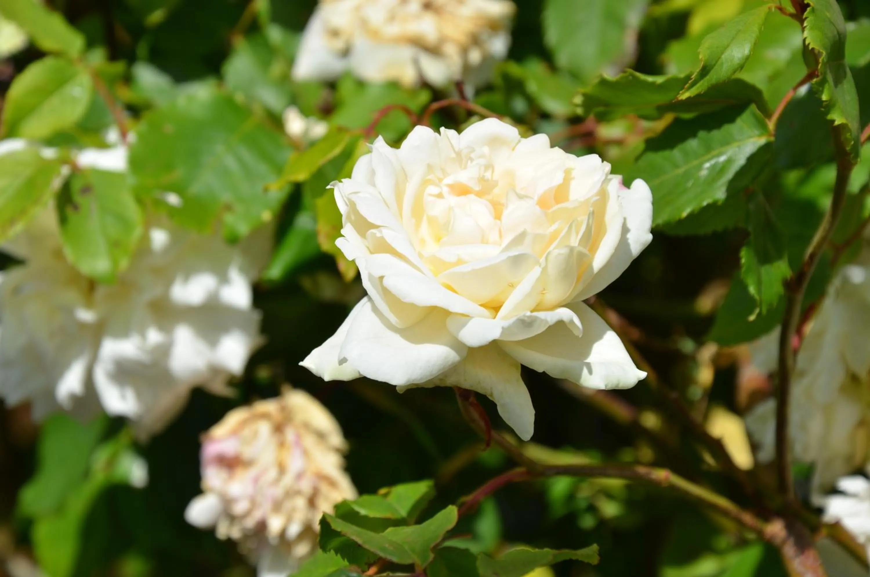Garden in Woolmers Estate