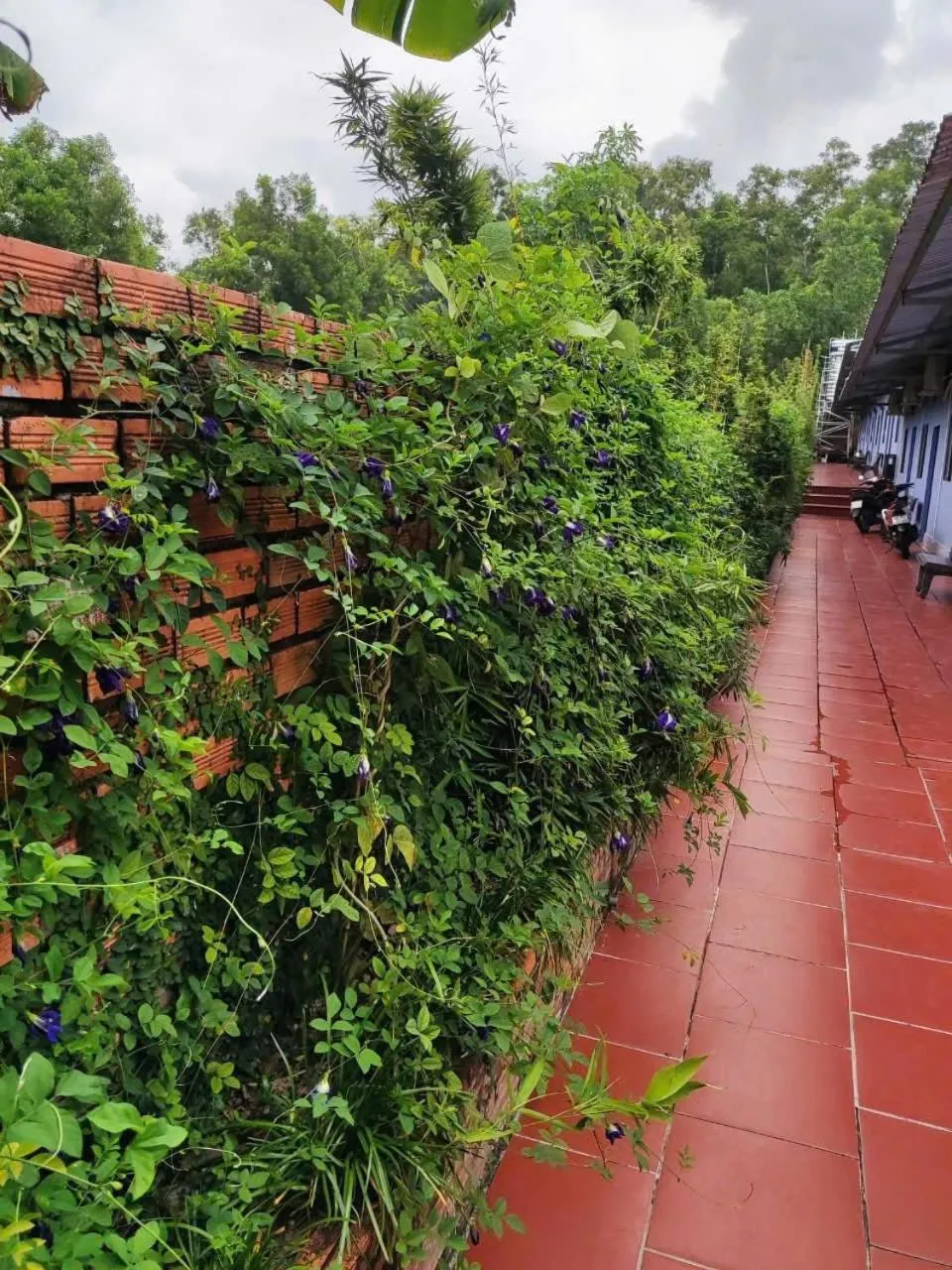 Nhà Nghỉ Vườn Oải Hương LAVENDER GARDEN GUEST HOUSE