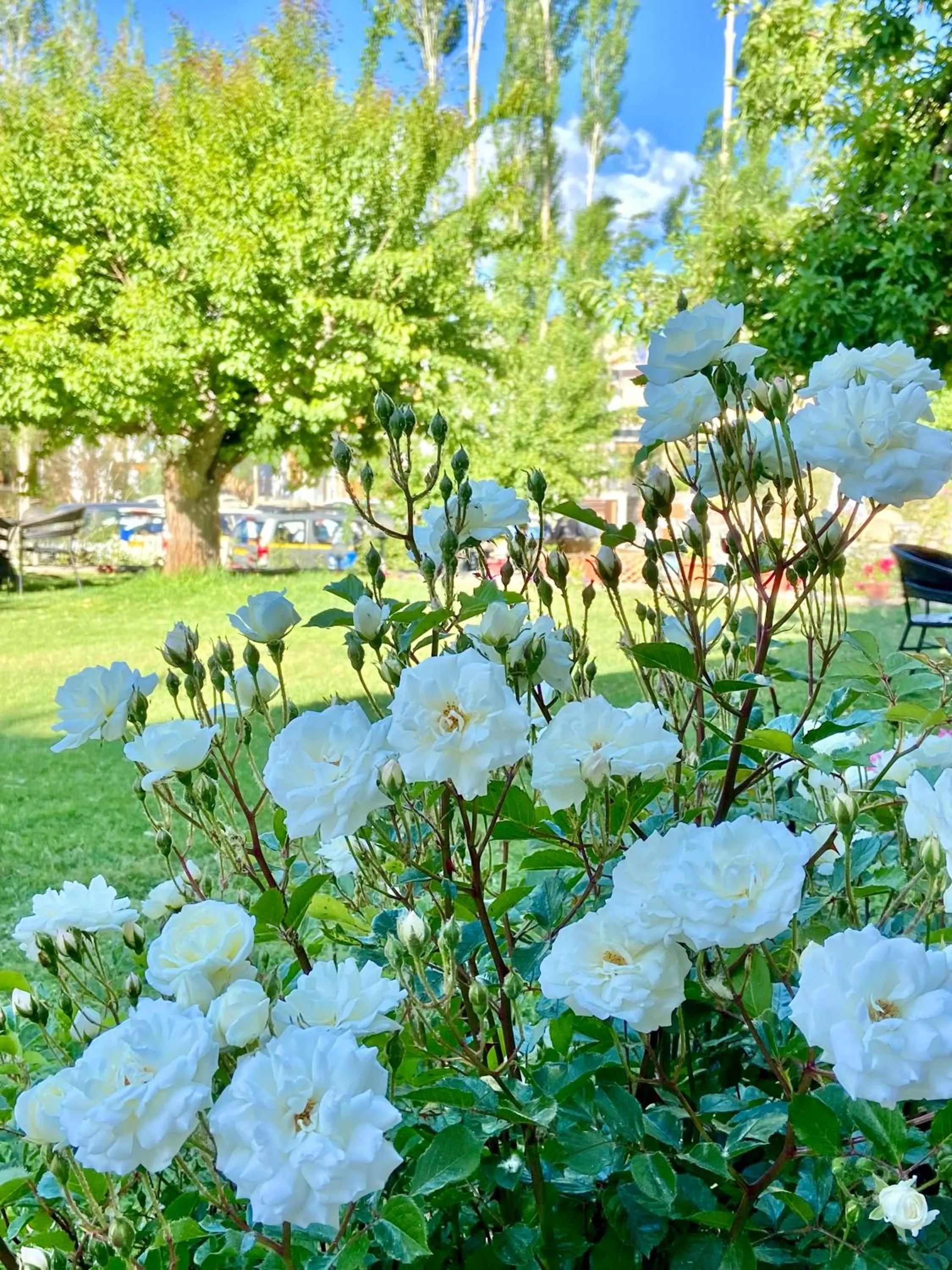 Garden view in Hotel Palam Hills