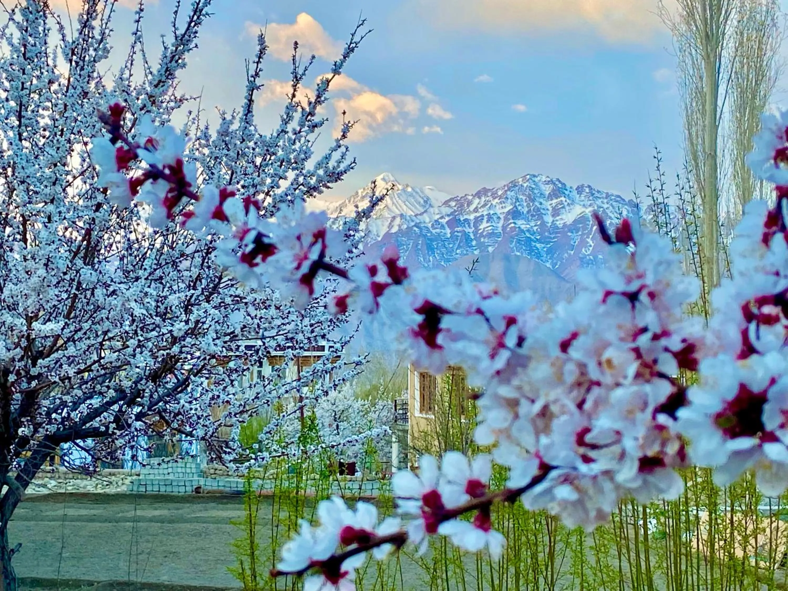 Natural landscape in Hotel Palam Hills