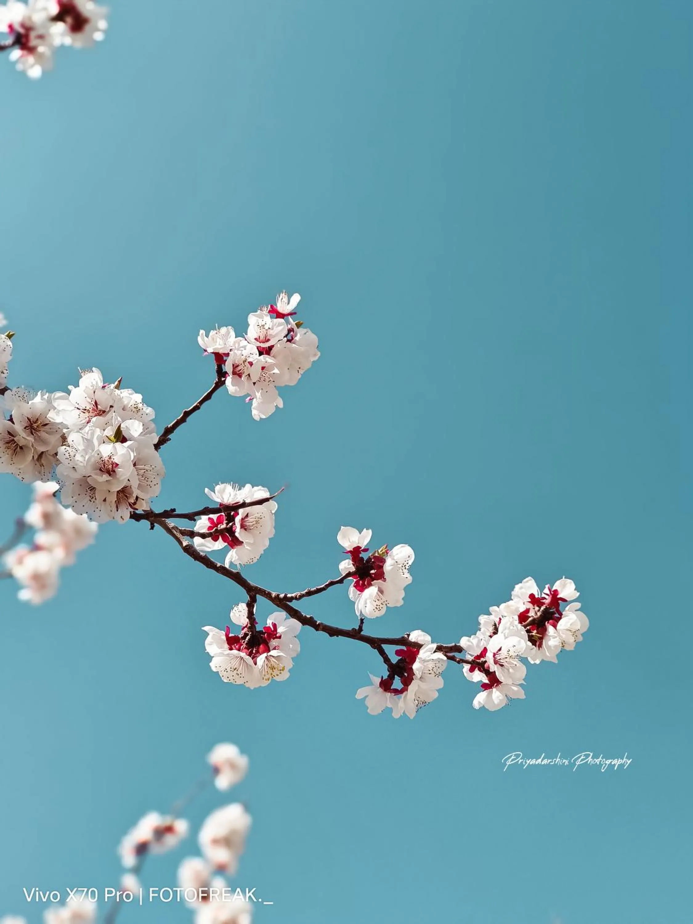 Garden view in Hotel Palam Hills