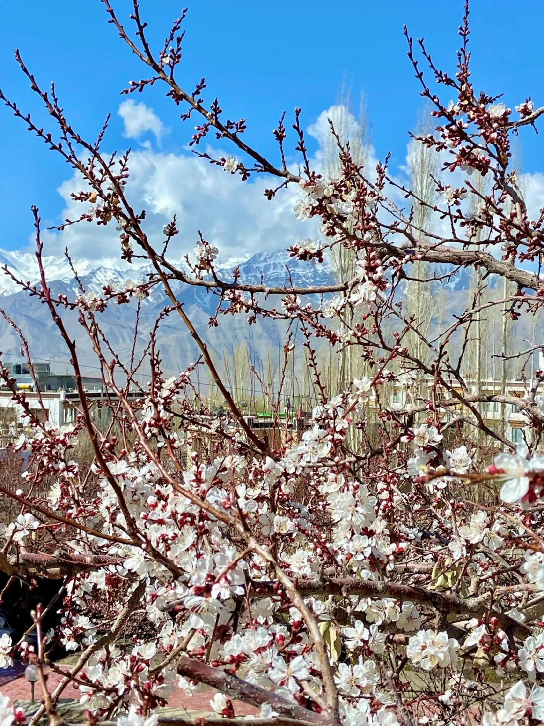 Spring in Hotel Palam Hills