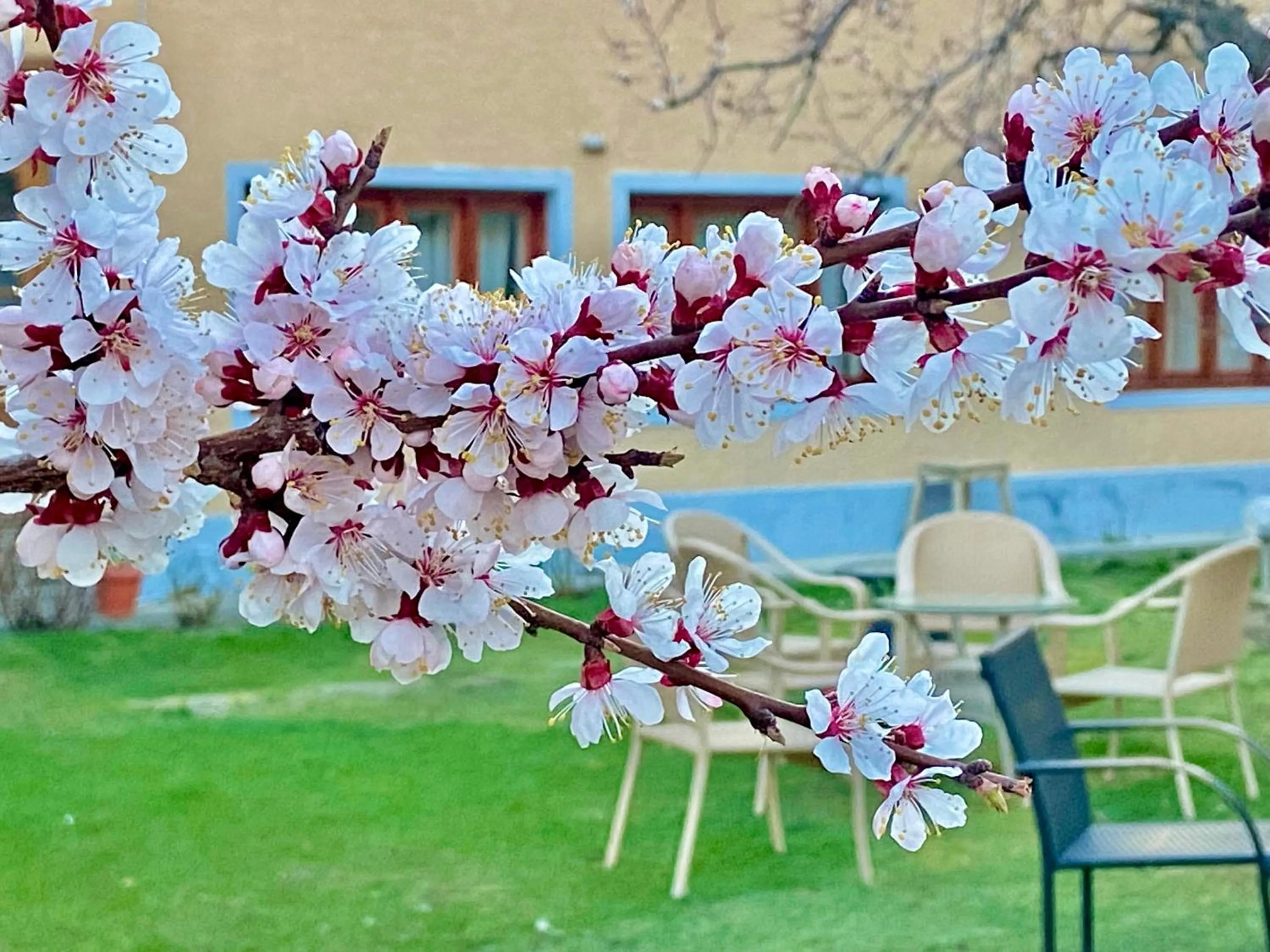 Spring in Hotel Palam Hills