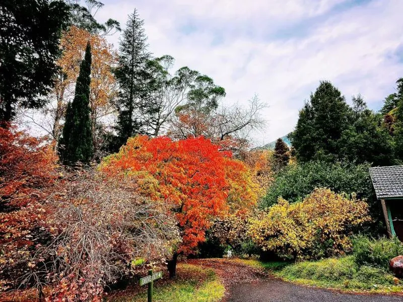 Garden in Green Gables Motel in Warburton