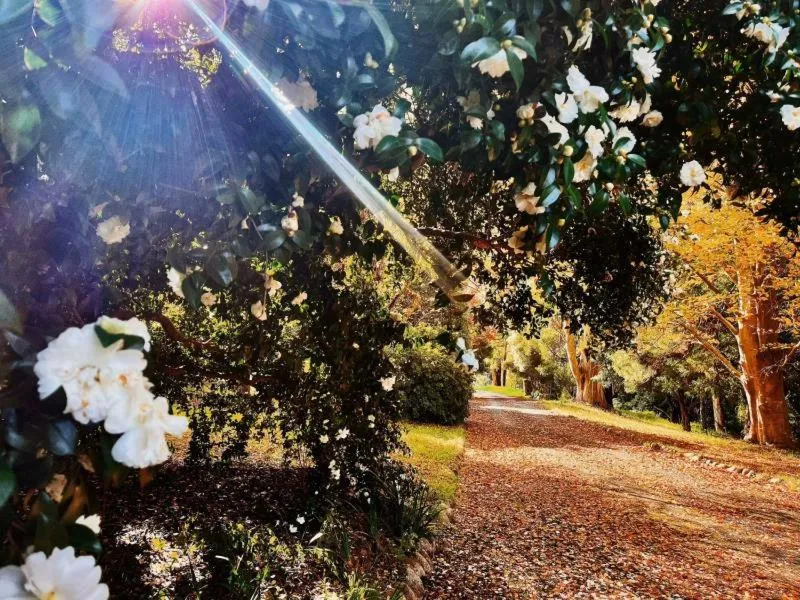 Garden in Green Gables Motel in Warburton