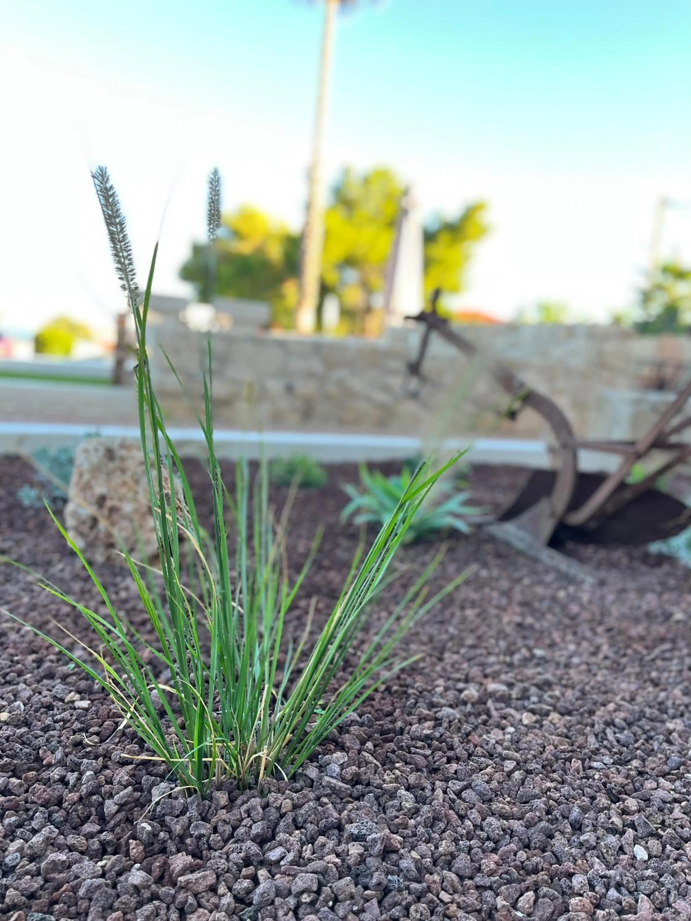 Spring in Octavia Rooms