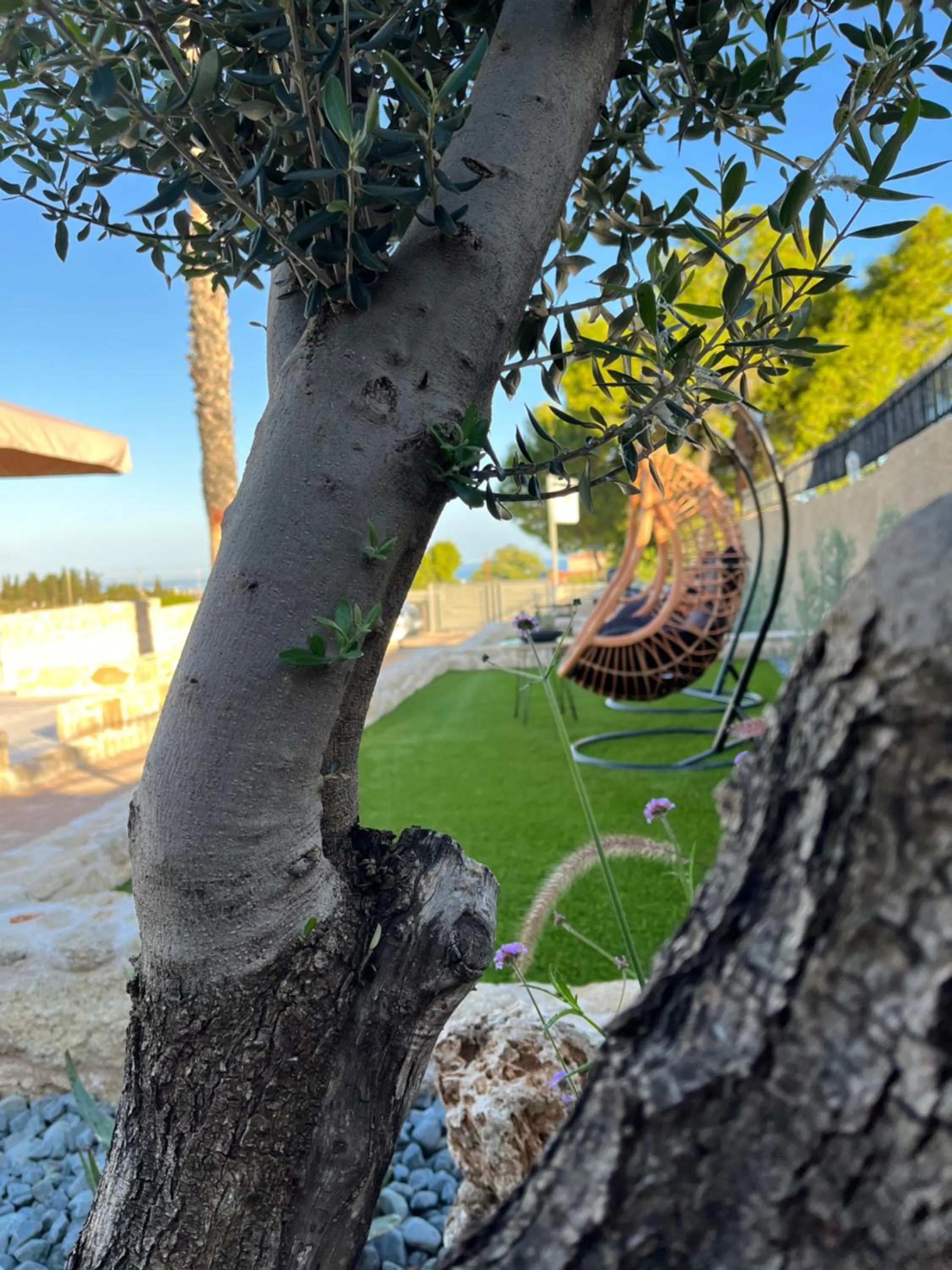 Spring in Octavia Rooms