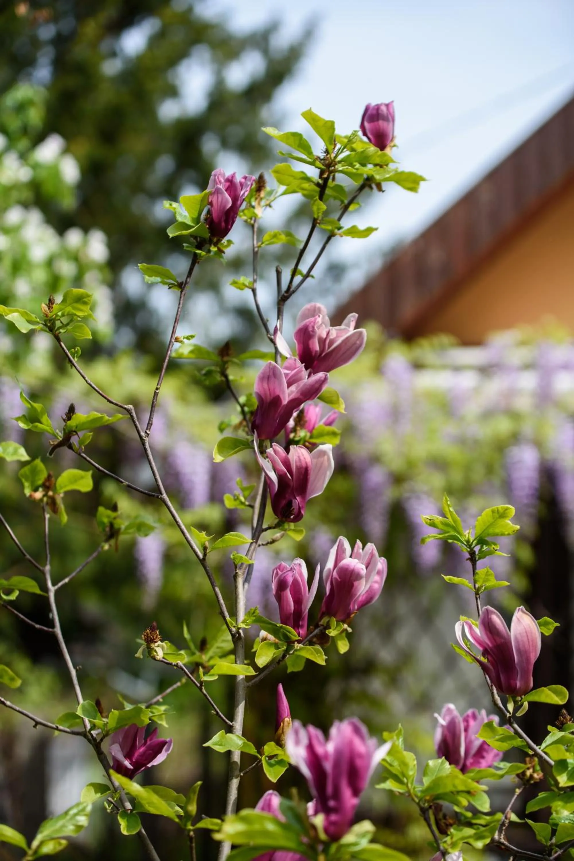 Garden view in Emili Apartman Ráckeve
