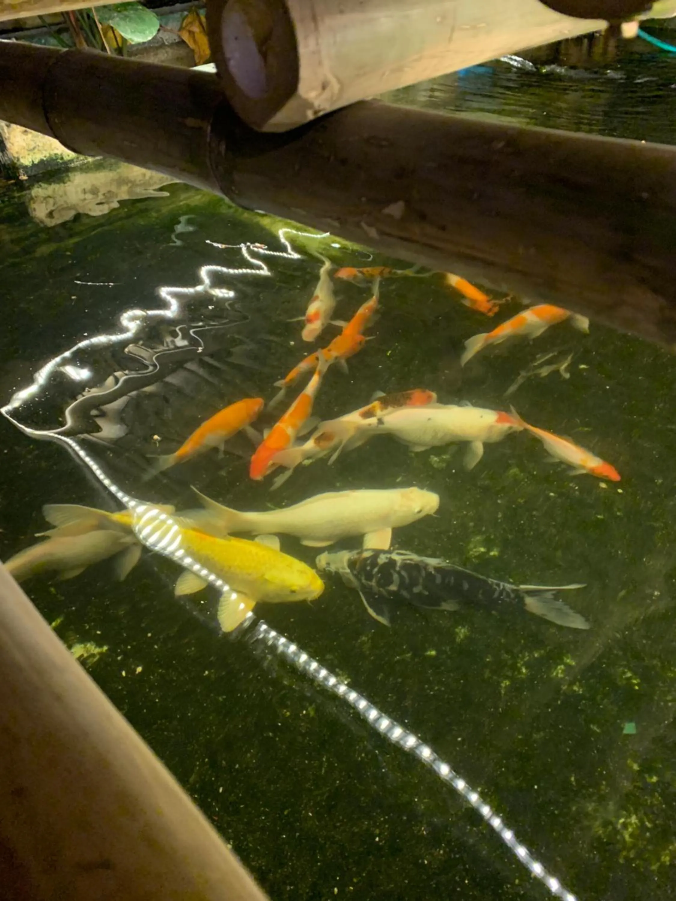 Garden view in Hostel Baan Ichi （一番庵）