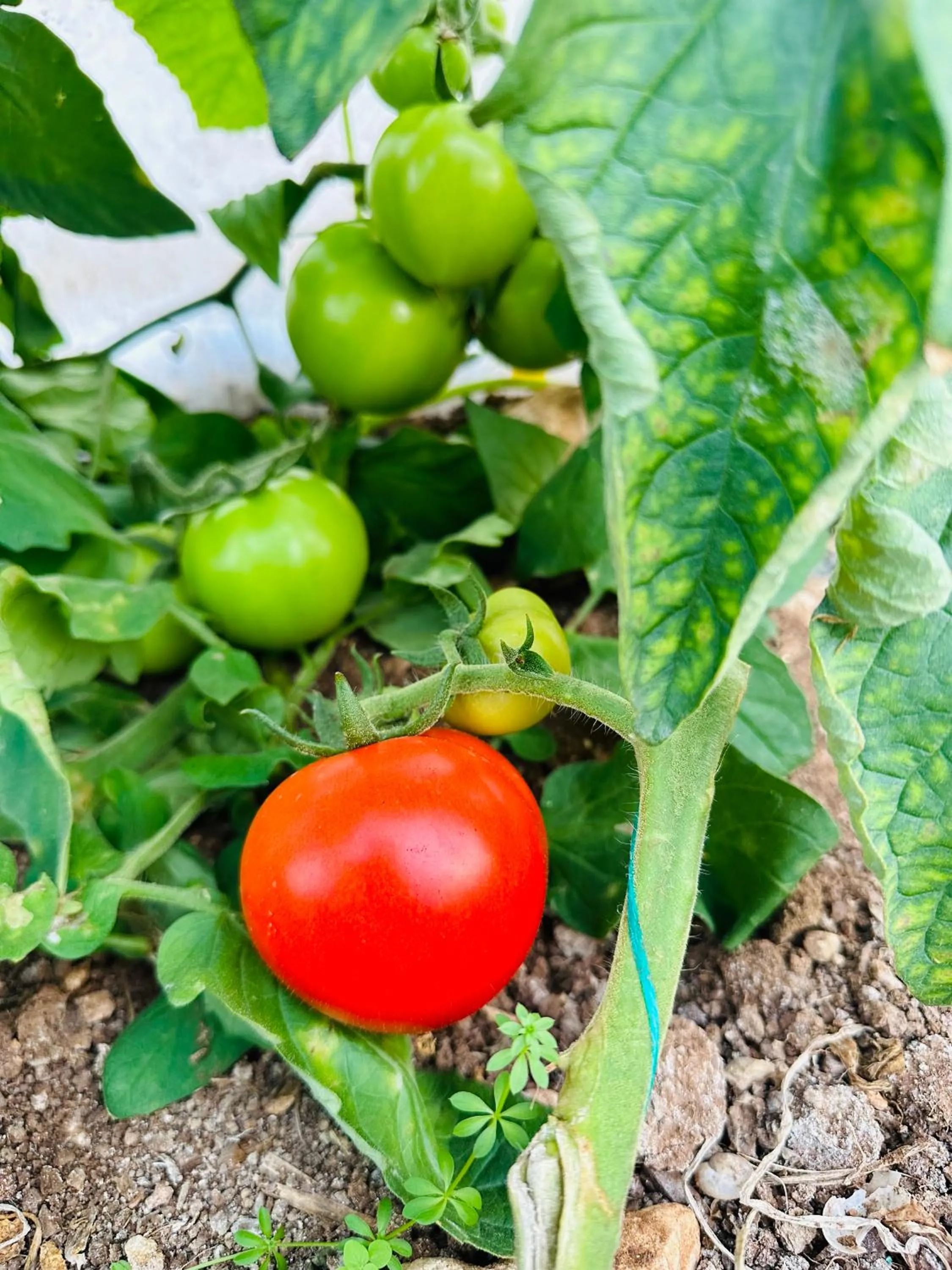 Garden in Gelidonya Pansiyon