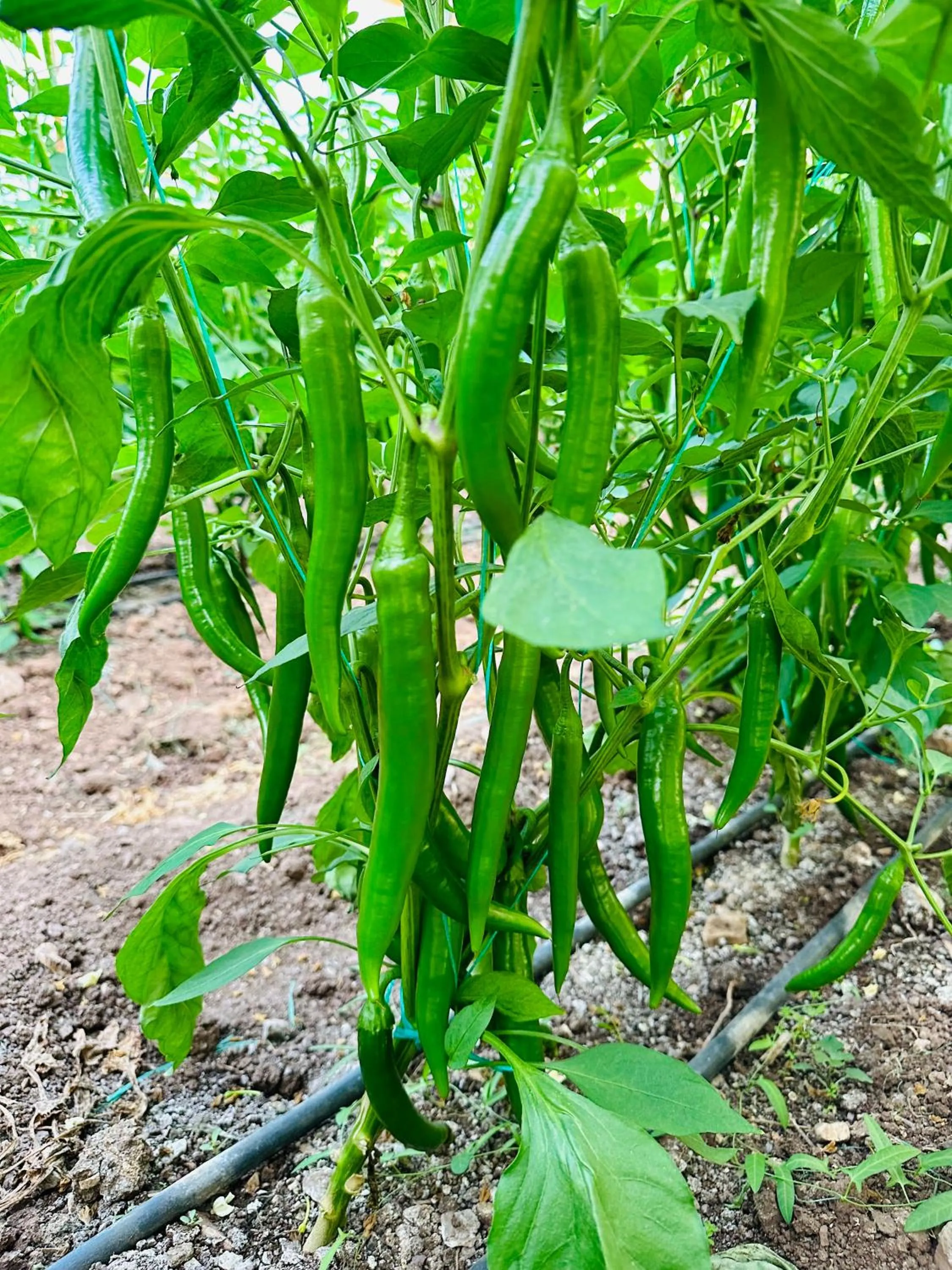 Garden in Gelidonya Pansiyon